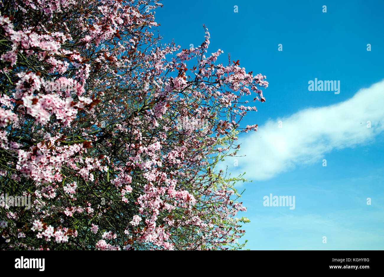 Fleur de cerisier Banque D'Images