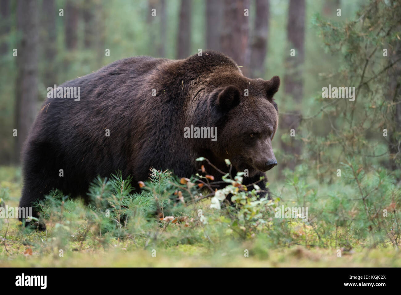 Ours brun eurasien / Braunbaer ( Ursus arctos ), fort et puissant, marchant dans la sous-croissance d'une forêt boréale, Europe. Banque D'Images