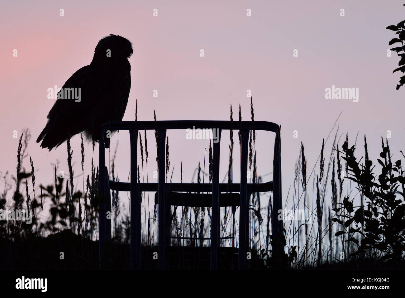 Grand / owl Bubo bubo europaeischer uhu ( ) perché au dessus des champs sur un affût, silhouetté contre couleur rose bleu ciel du soir, heure, w Banque D'Images