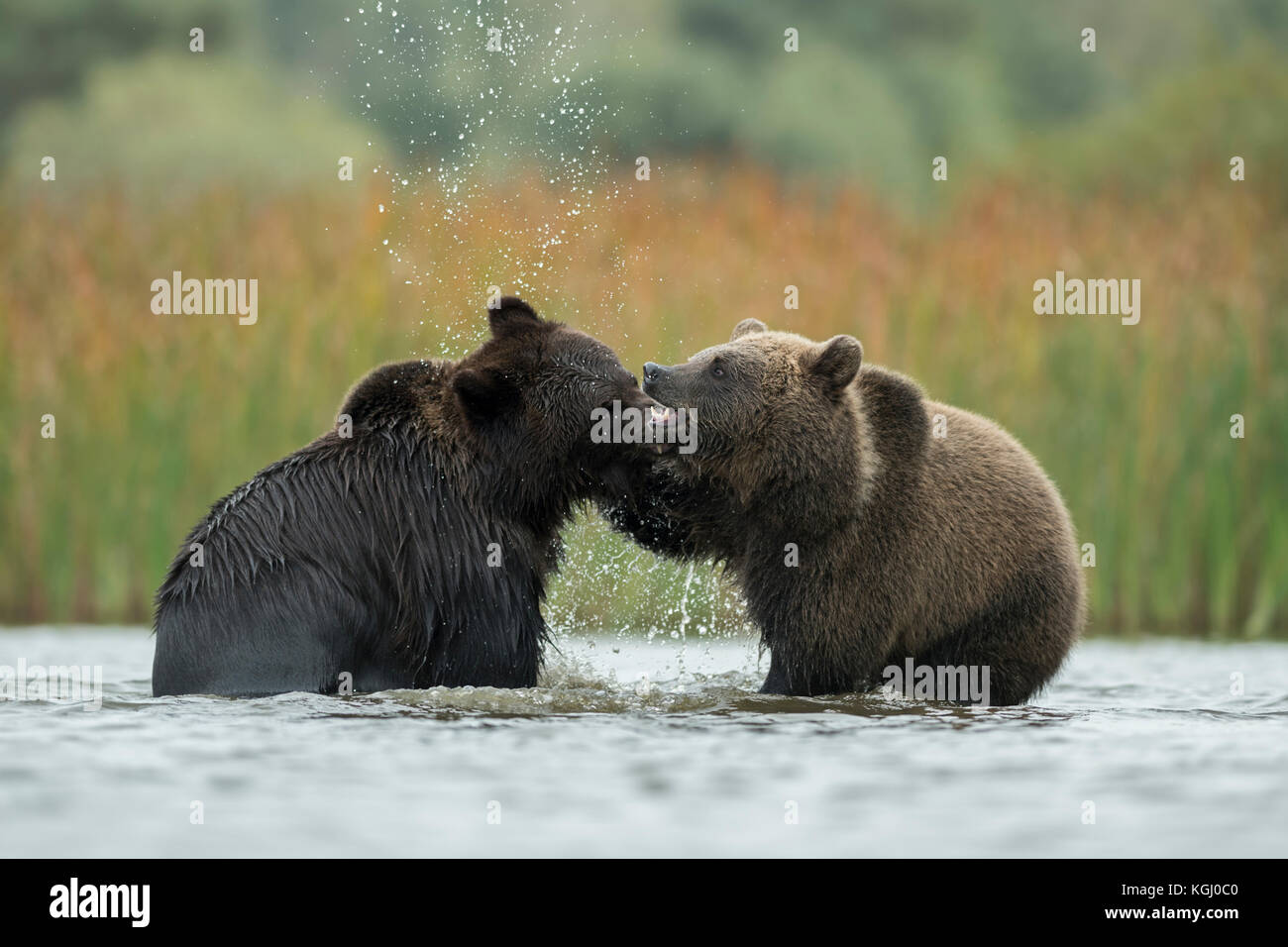 Les ours bruns d'eurasie / Braunbaeren ( Ursus arctos ) combats, découvrant leurs dents, se battre, se débattre entre deux adolescents dans l'eau peu profonde d'un lak Banque D'Images