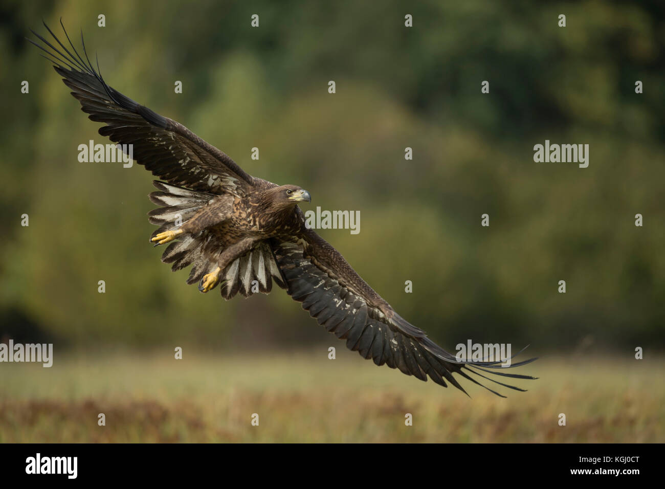 Aigle à queue blanche / aigle de mer / Seeadler ( Haliaeetus albicilla ) jeune adolescent en vol, ailes étirées, énorme envergure, beau fond, sauvage Banque D'Images