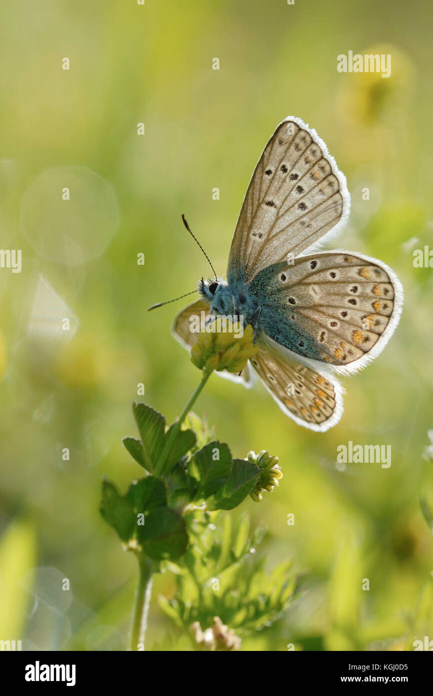 Bleu commun / Hauhechel Blaeuling ( Polyommatus icarus ), un matin printanier estival, avec des ailes ouvertes, prises par le dessous, baignées de lumière dans les backli Banque D'Images