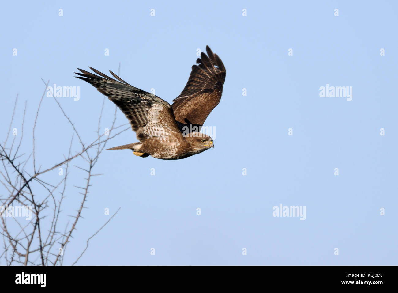 Buzzard commun / Maeusebussard ( Buteo buteo ), adulte, décollage d'un buisson sans feuilles, commence le vol de chasse, contre ciel bleu propre, wildife, Europe Banque D'Images