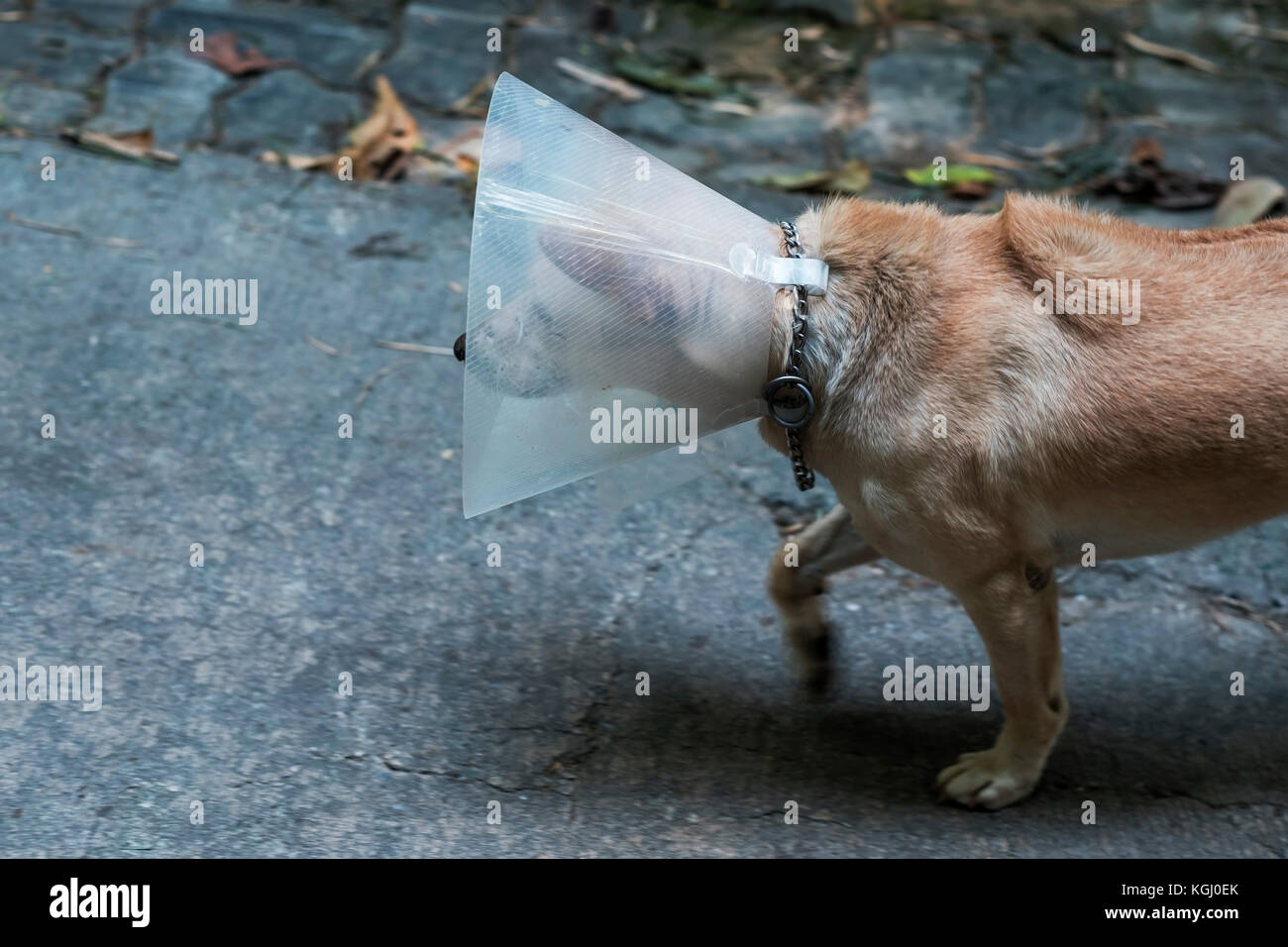 Le chien errant brown walking on street portant en plastique spécial bandage. Banque D'Images
