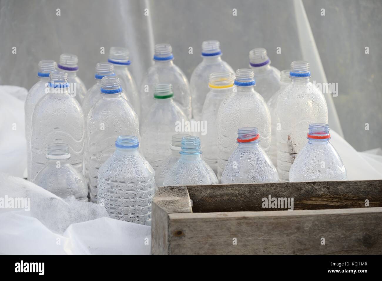 Bouteilles en plastique recyclées et de l'horticulture fleece protégeant les semences et plants dans un polytunnel au début du printemps, au Pays de Galles, Royaume-Uni. Banque D'Images