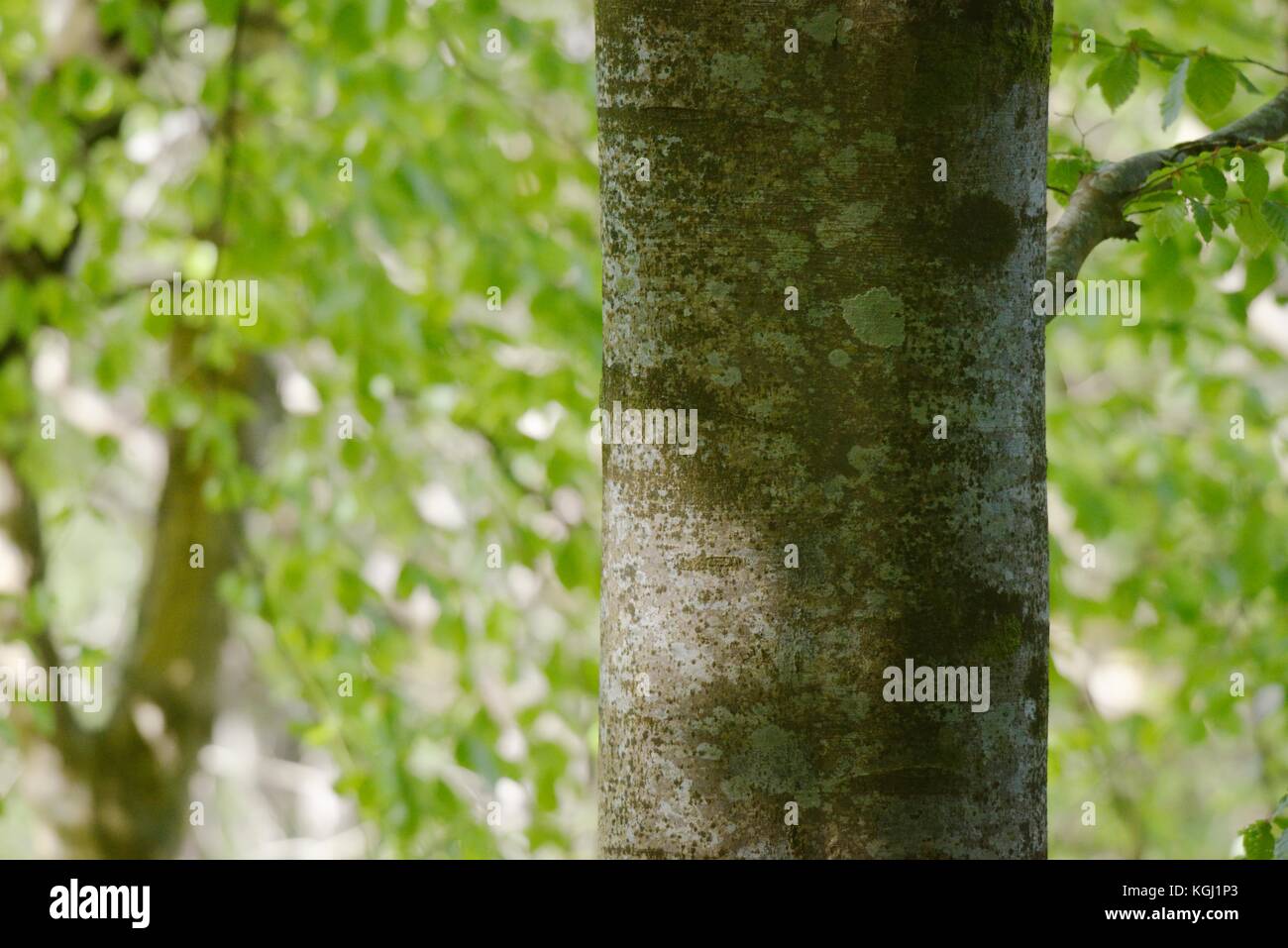 Hêtre, Fagus sylvatica, détail de l'écorce et le feuillage de printemps, le Pays de Galles, Royaume-Uni. Banque D'Images