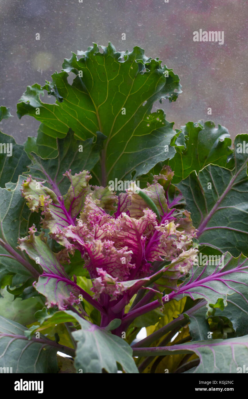 Brassica oleracea acephala, automne, chou frisé, chou d'ornement plante pourpre sur fond clair Banque D'Images