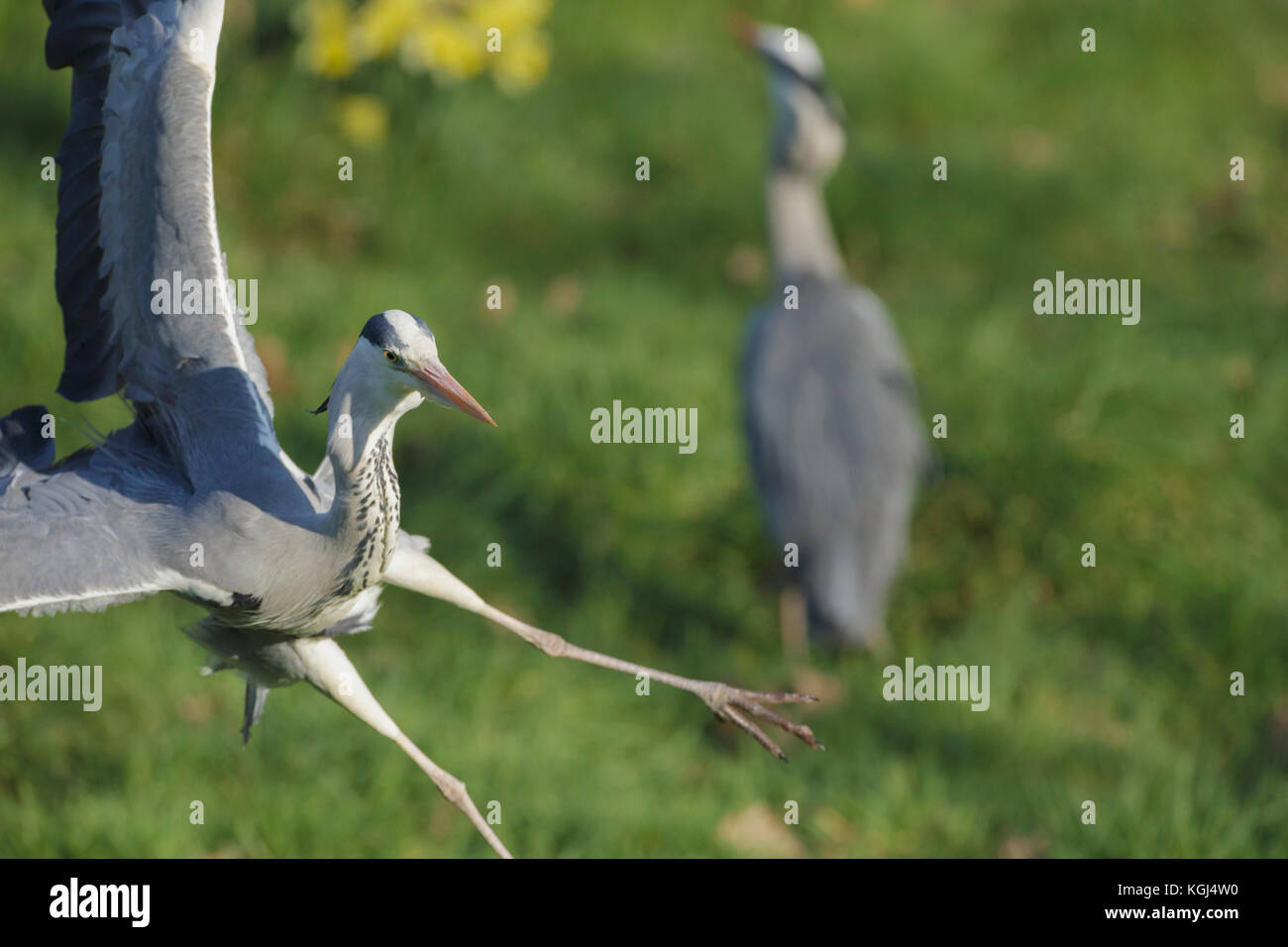 Héron cendré (Ardea cinerea) adulte, l'atterrissage dans la floraison des jonquilles, Cumbria, Angleterre, Mars Banque D'Images