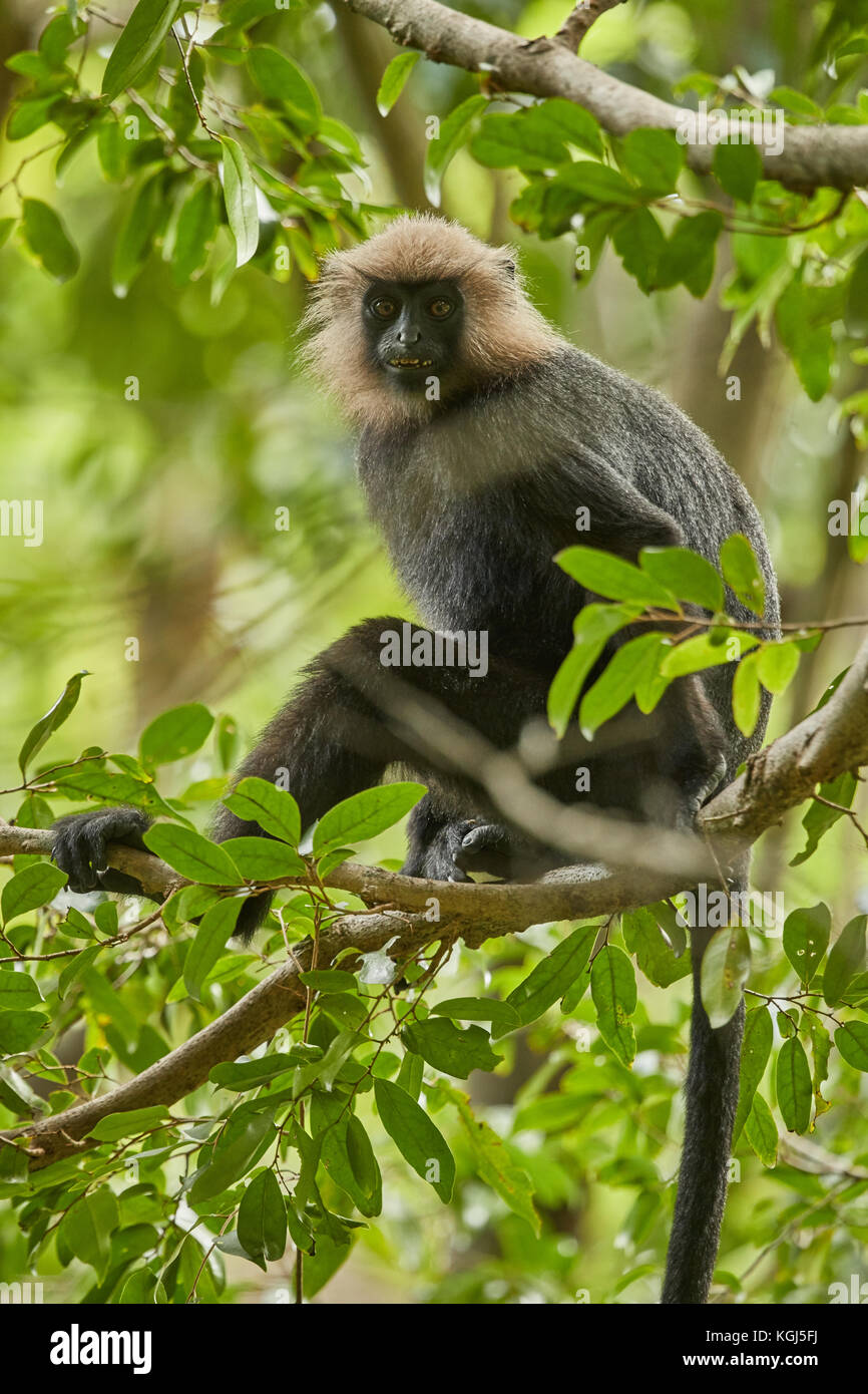 Perdu dans le feuillage.. Un langur de Nilgiri donne un regard pensif Banque D'Images