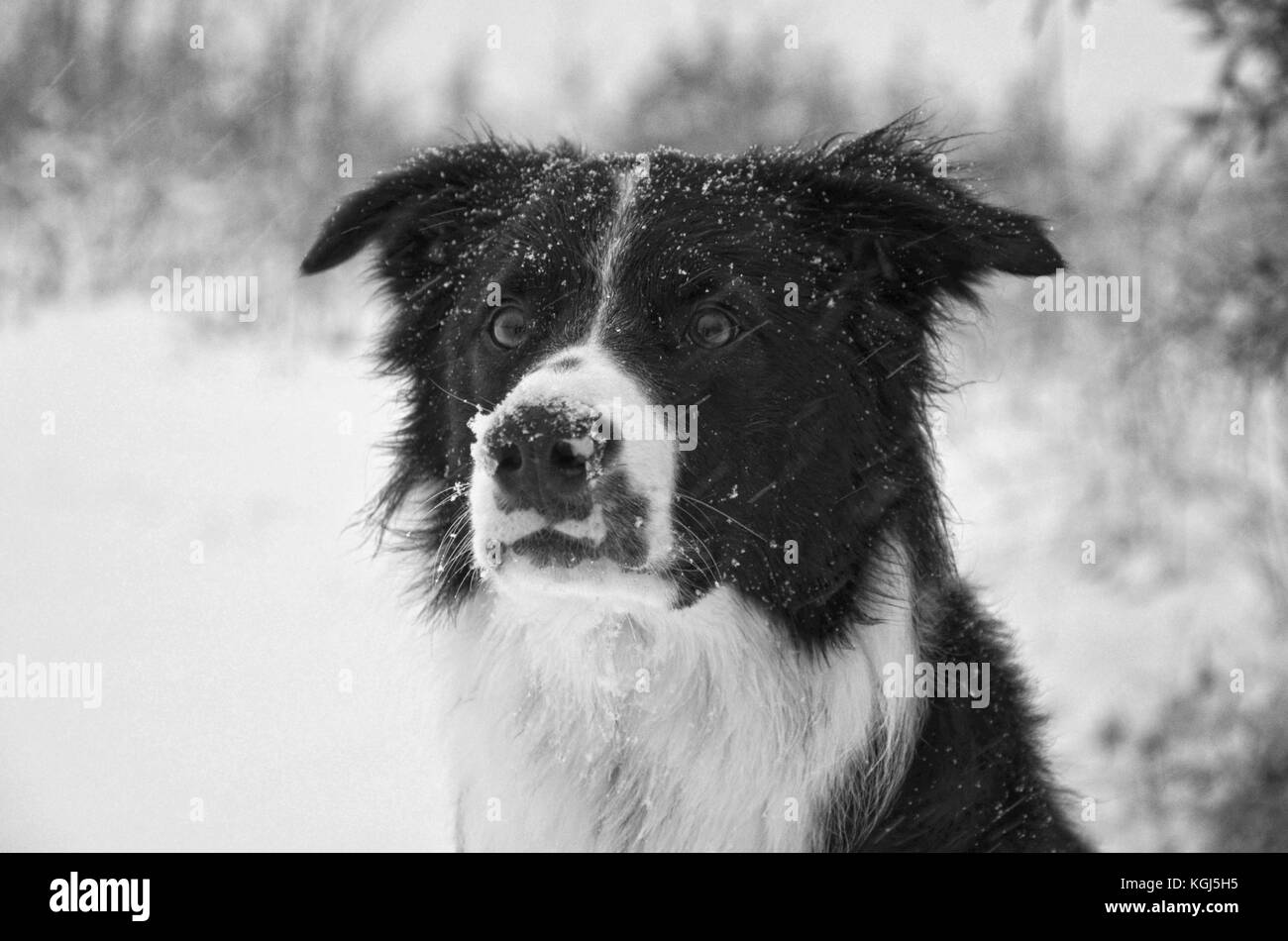 Border Collie dans la neige Banque D'Images