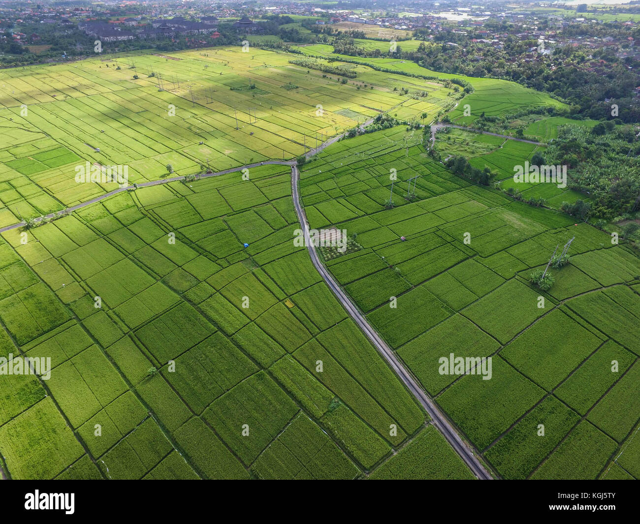 Drone aérien vue sur une rizière champ dans ubung Denpasar Bali Banque D'Images