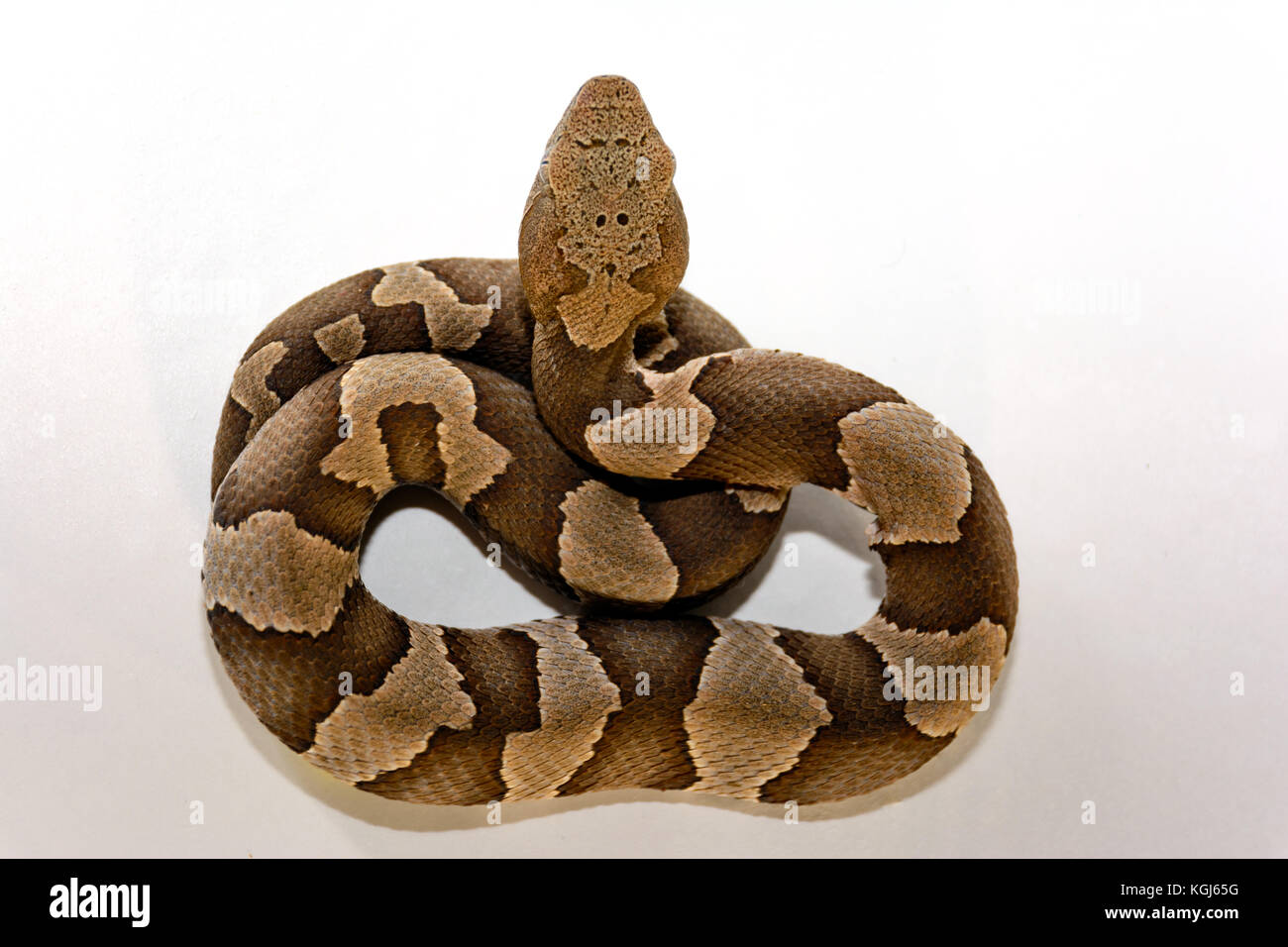 Large-bande (Agkistrodon contortrix copperhead snake laticinctus) sur fond blanc avec et prêt à frapper Banque D'Images Large-bande (Agkistrodon contortrix copperhead snake laticinctus) sur fond blanc avec et prêt à frapper Banque D'Images