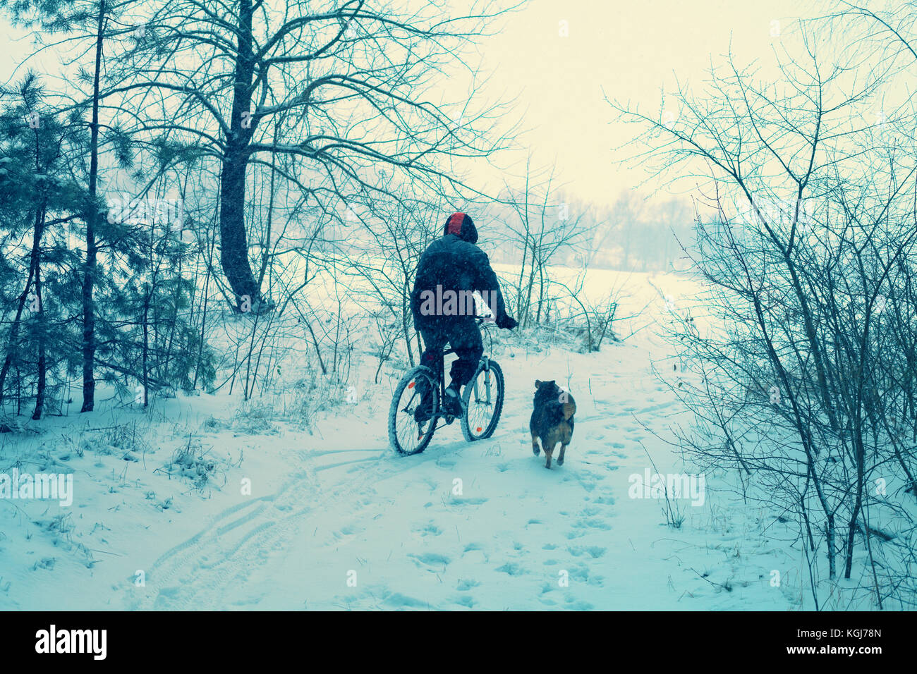 Homme circuler à bicyclette en hiver enneigé. chien qui court à proximité Banque D'Images