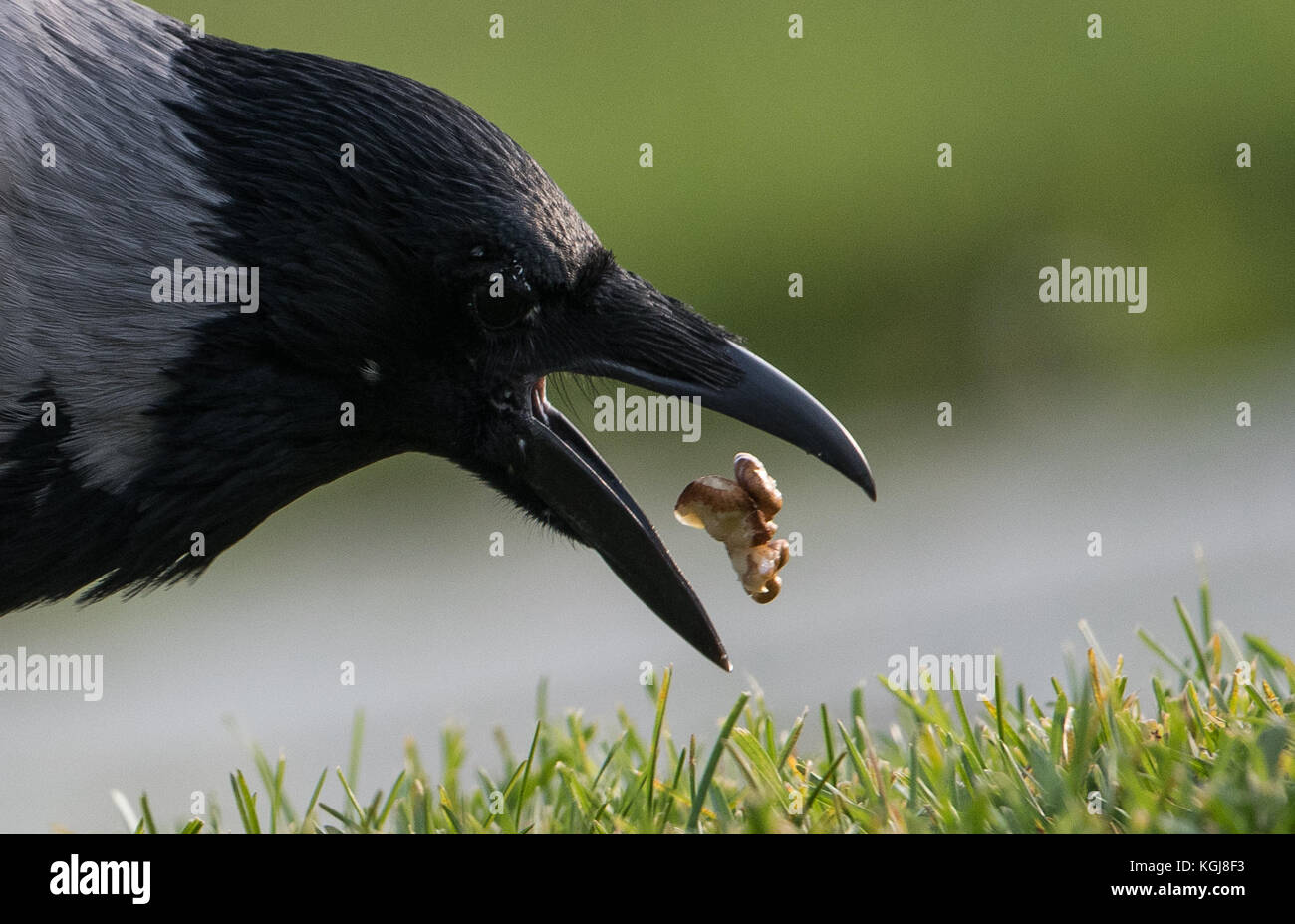 Berlin, Allemagne. 08 novembre 2017. Un corbeau à capuchon arrachant une noix devant la chancellerie fédérale à Berlin, Allemagne, le 8 novembre 2017. Crédit : Silas Stein/dpa/Alamy Live News Banque D'Images