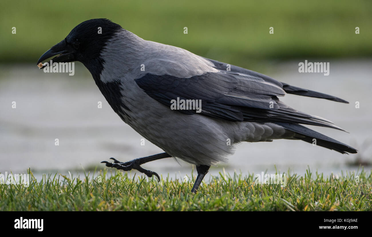 Berlin, Allemagne. 08 novembre 2017. Corbeau à capuchon portant un morceau de noyer dans son bec devant la chancellerie fédérale à Berlin, Allemagne, le 8 novembre 2017. Crédit : Silas Stein/dpa/Alamy Live News Banque D'Images