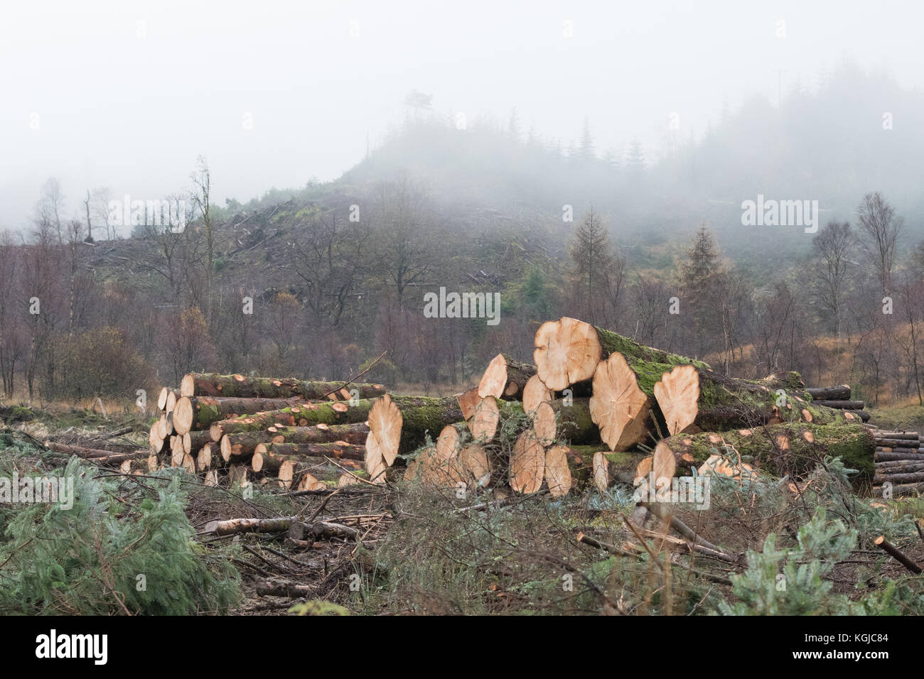 Parc national du Loch Lomond et des Trossachs, Scotland, UK - 8 novembre 2017 : UK : météo journal fraîchement coupé des pieux dans le Loch Lomond et les Trossachs National Park sur une belle journée d'automne brumeux Crédit : Kay Roxby/Alamy Live News Banque D'Images