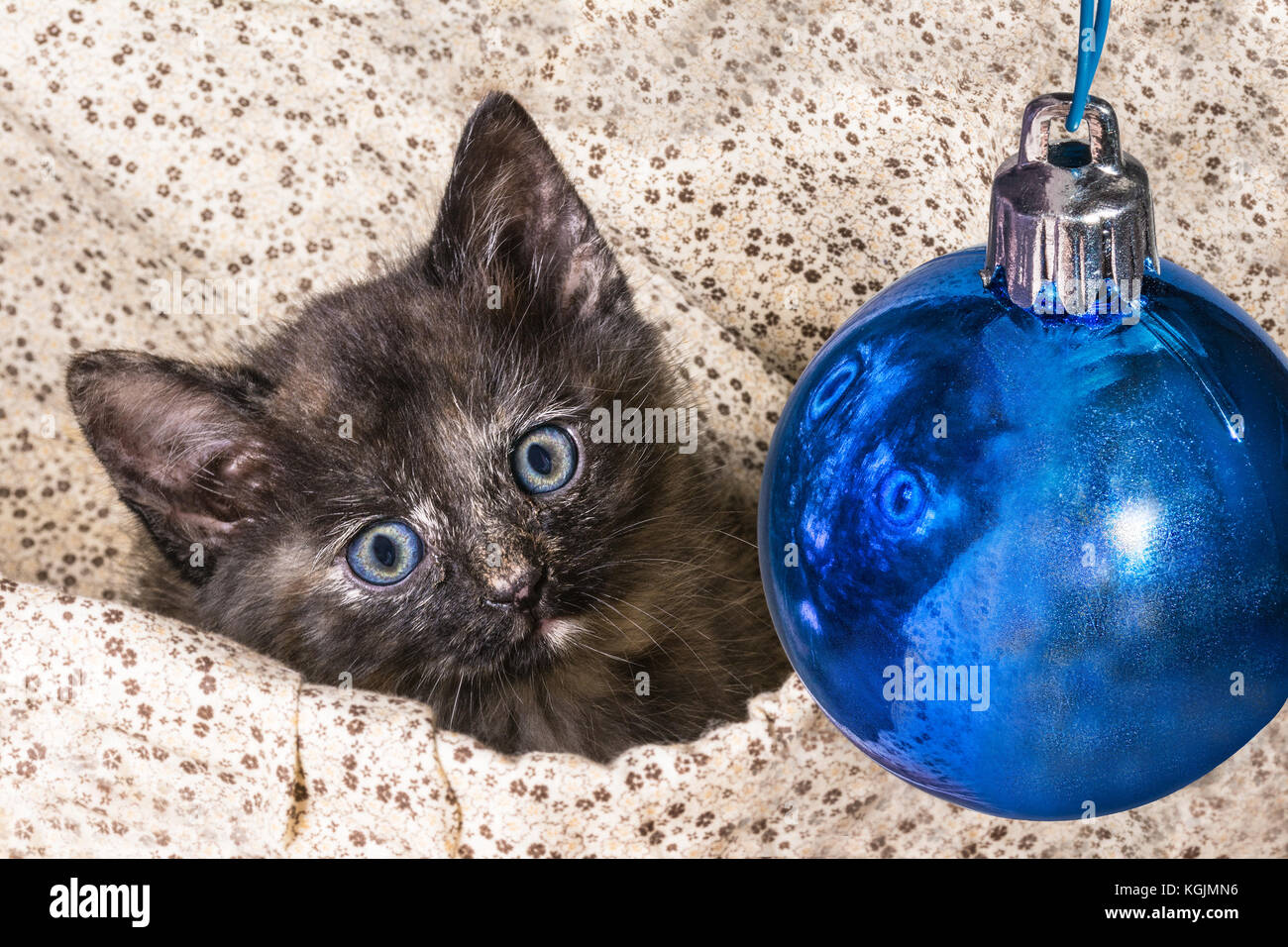 Petit Chaton bleu tabby avec boule de Noël. Chat domestique. Felis silvestris catus. L'adorable animal comme un beau cadeau. Sweet kitty. Banque D'Images