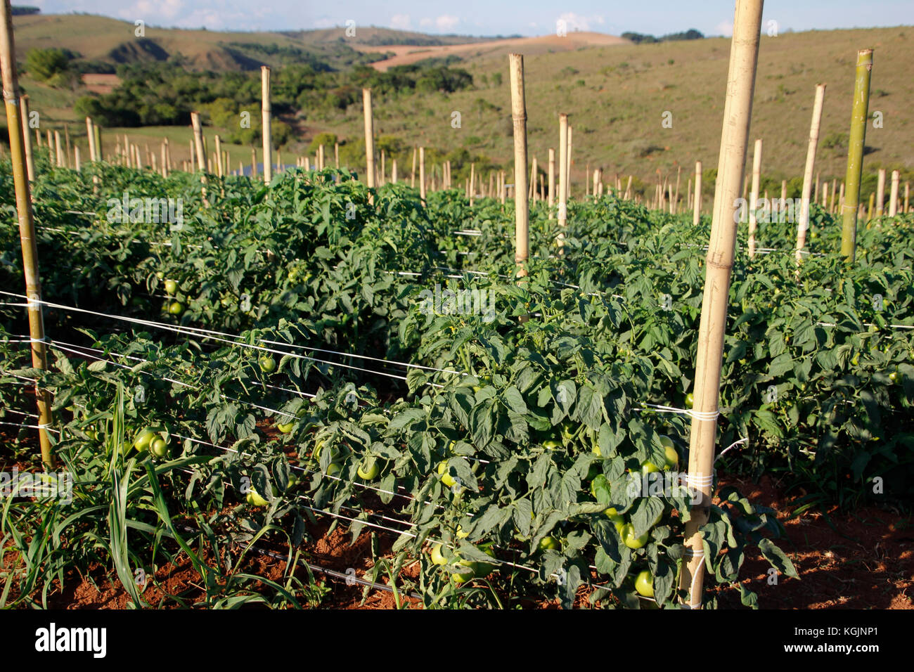 Le travail du sol tomates dans l'intérieur du Brésil Banque D'Images