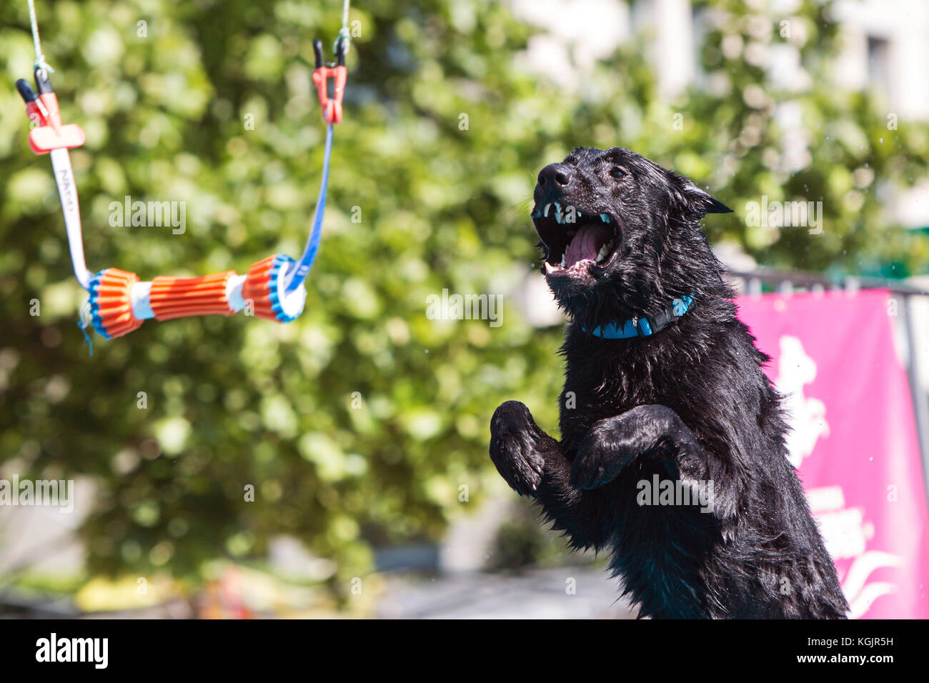Suwanee, GA, USA - 6 mai 2017 : un chien ouvre sa bouche essayant d'attraper un objet suspendu sur une piscine de l'eau dans une station d'accueil concours de sauts. Banque D'Images