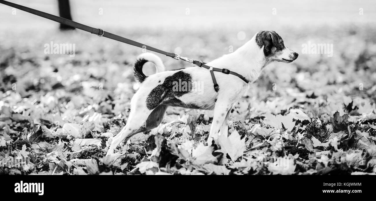 Gros plan sur chien en laisse à l'extérieur à l'automne Banque D'Images