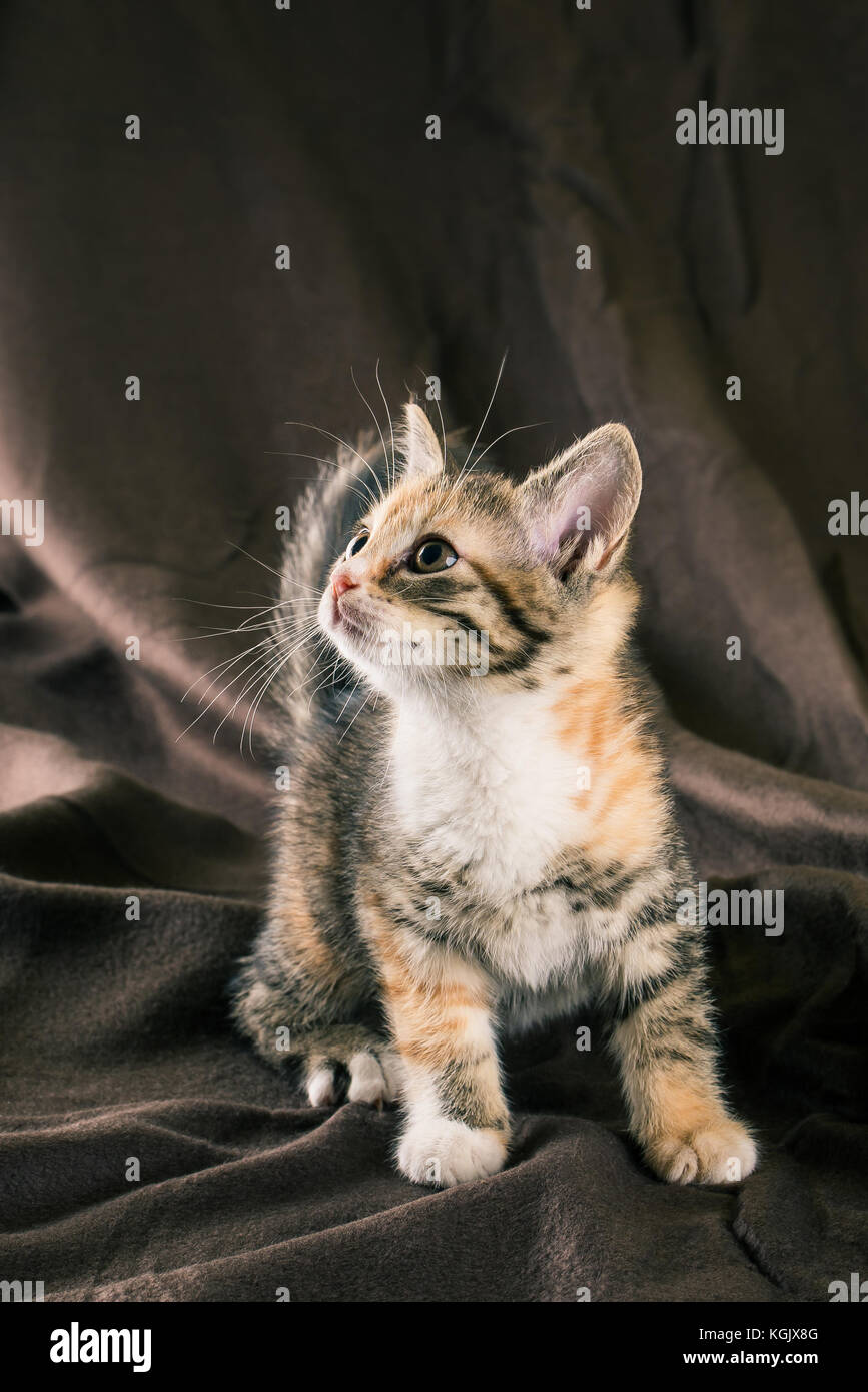 Photo verticale de petit chaton avec fourrures tabby cat bébé. a la poitrine blanche et les pattes avec quelques taches rouges. animal se dresse sur la couverture brun froissé marron Banque D'Images
