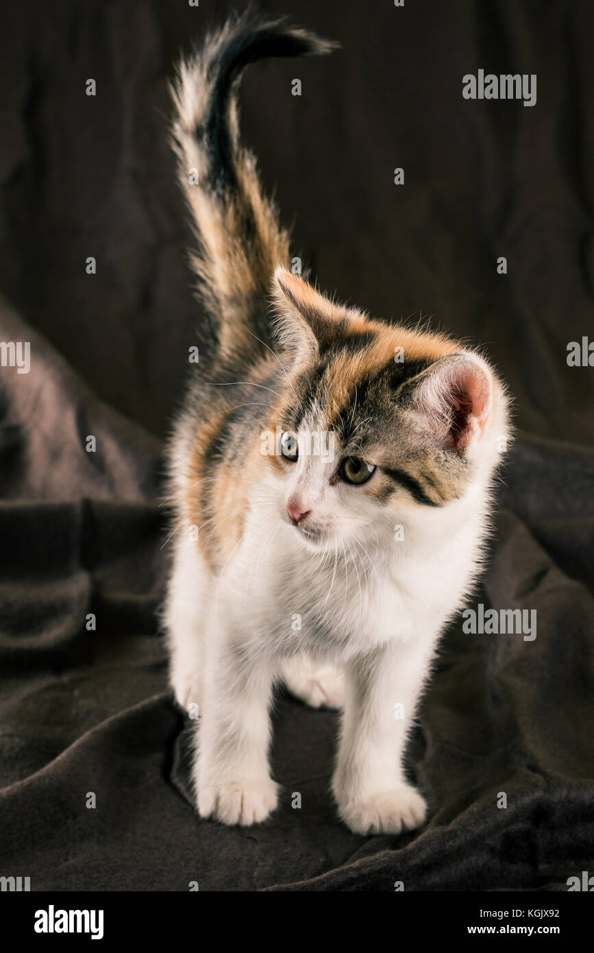Photo verticale de petit chaton avec de la fourrure blanche. bébé chat est  tigré sur la tête et le dos avec des taches rouges. animal se dresse sur la  couverture brun froissé