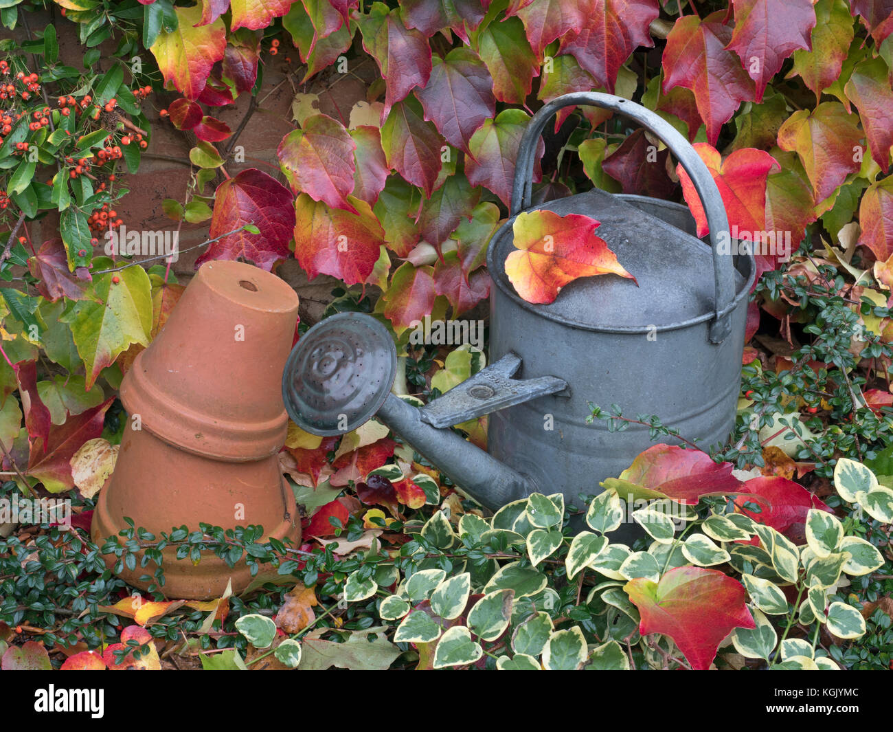 Vieux arrosoir, pots de fleurs de tera cotta et feuilles mortes de la Virginie rampante Parthenocissus quinquefolia Banque D'Images