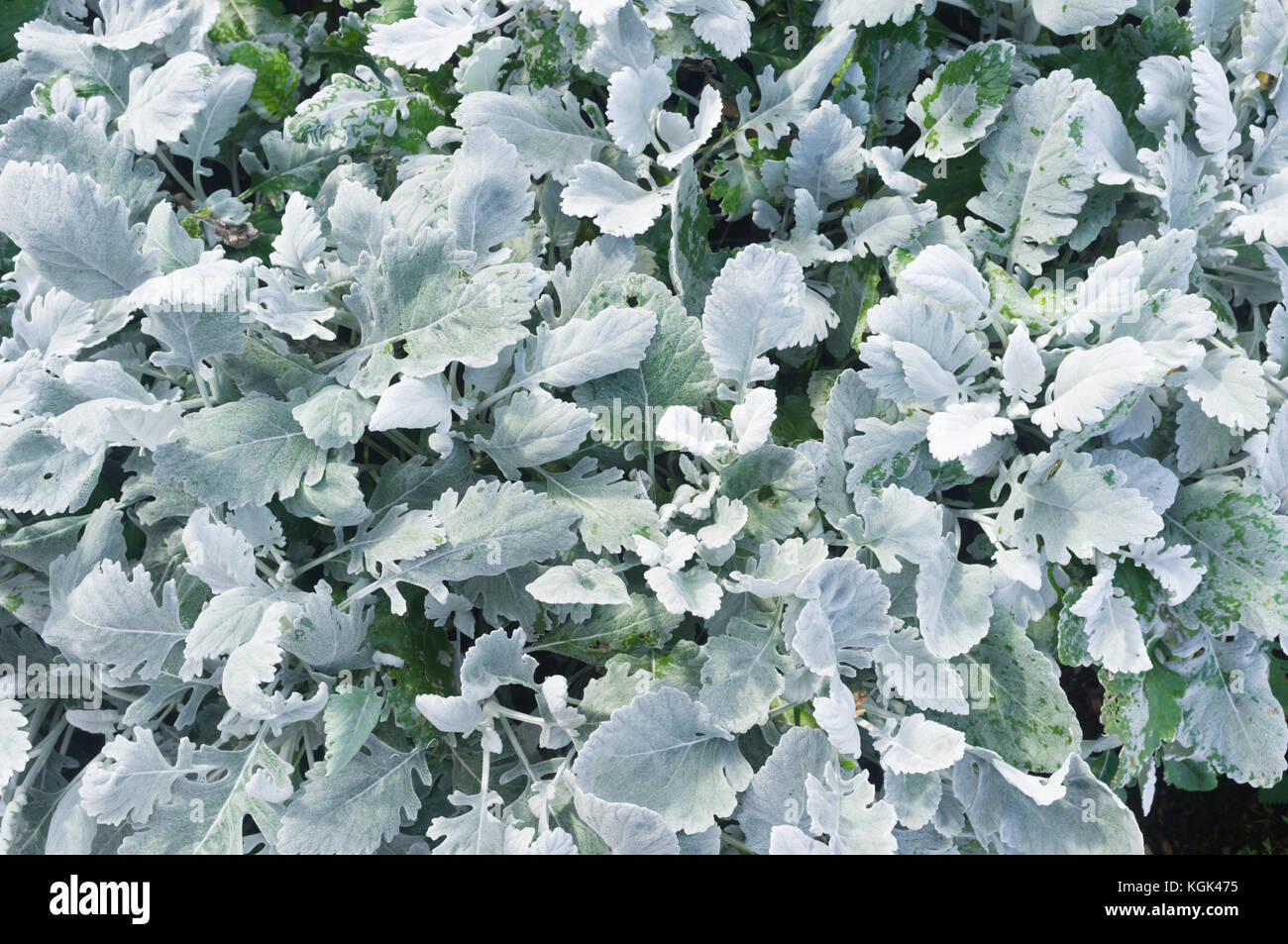 Senecio cineraria 'Cirrus', sous-arbuste à feuilles lobées gris argenté Banque D'Images