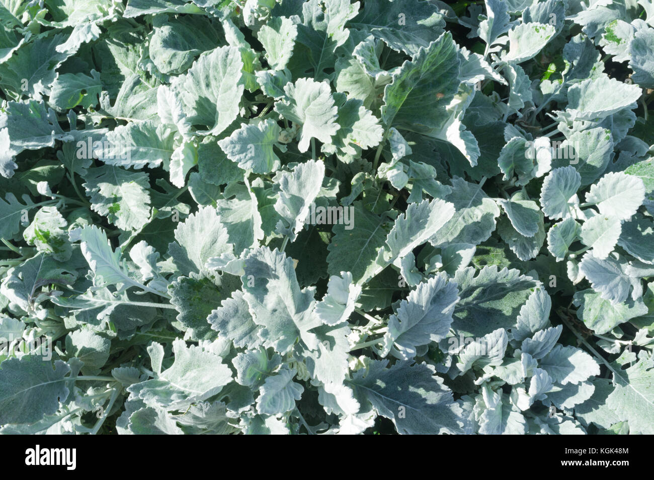 Senecio cineraria 'Cirrus', sous-arbuste à feuilles lobées gris argenté Banque D'Images