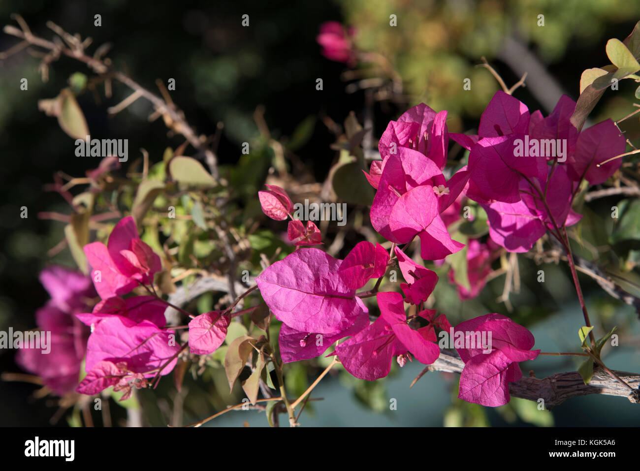 Bougainville colorés. Banque D'Images