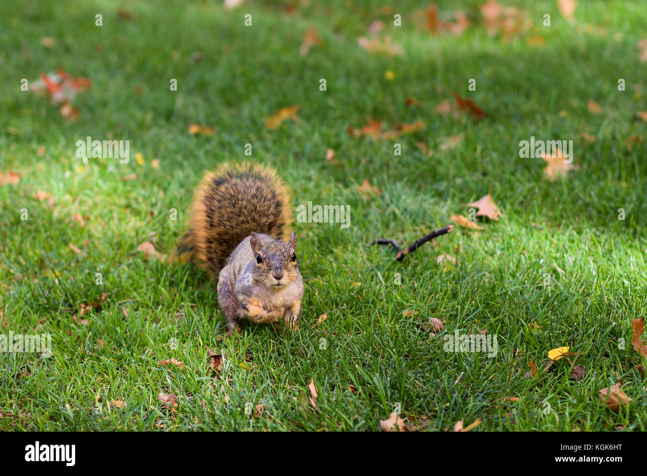 Un écureuil jouit de l'herbe sur une belle journée d'automne Banque D'Images