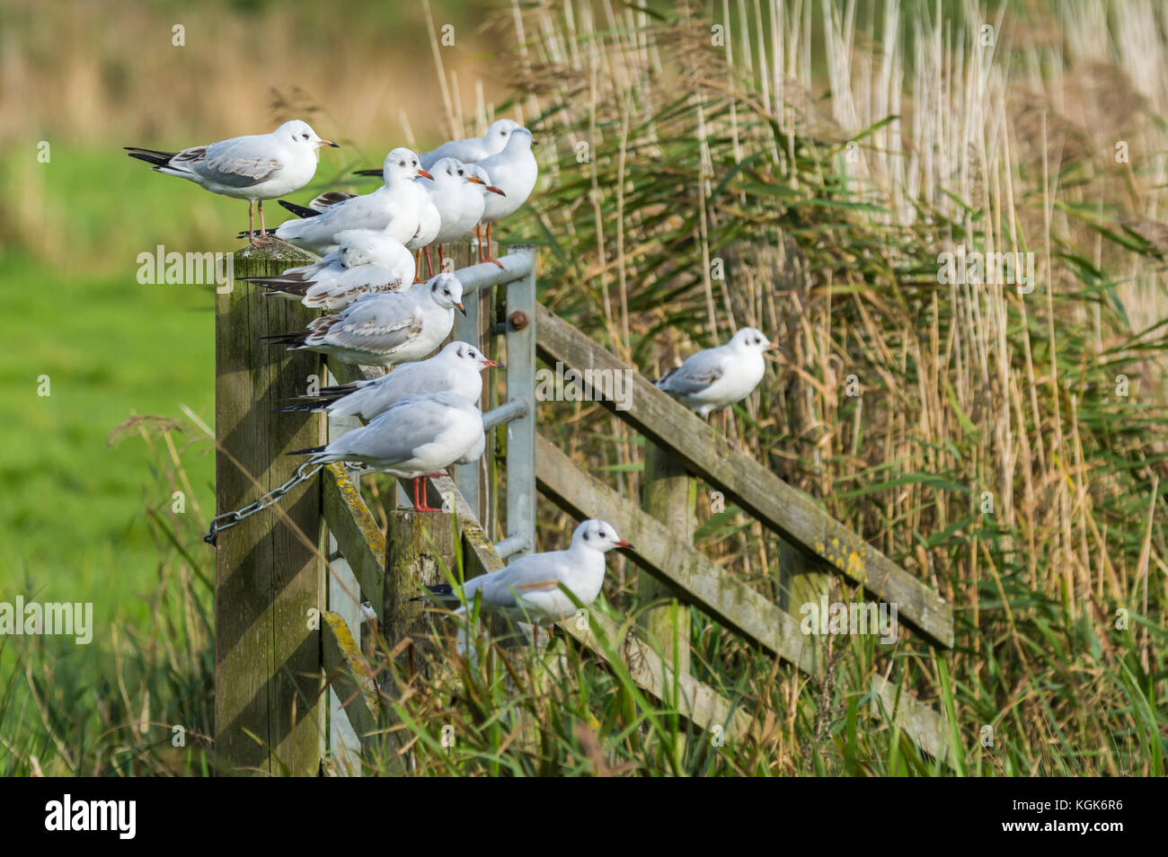 Les goélands à tête noire (chroicocephalus ridibundus) en plumage d'hiver perché sur une clôture dans un champ en hiver dans le sud de l'Angleterre, Royaume-Uni. Banque D'Images