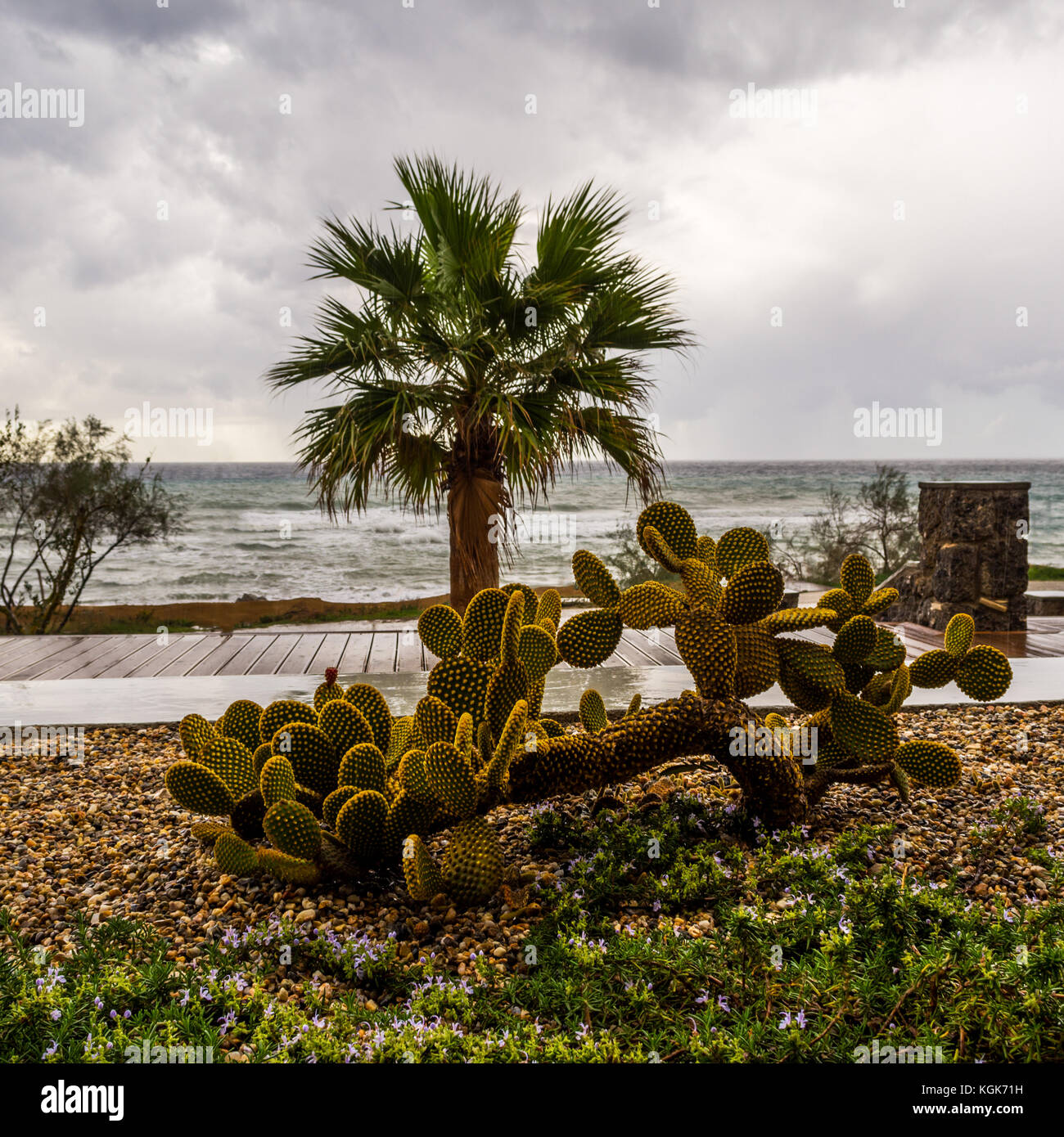 Vue du jardin donnant sur la mer, sur un jour de tempête à l'avant-plan d'un cactus Banque D'Images