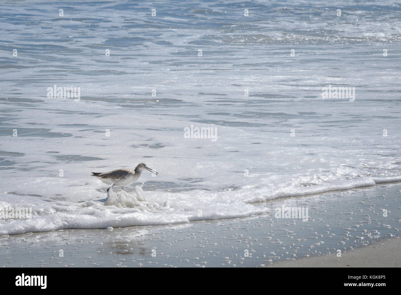 Balades d'oiseaux et de chasse willet sur florida beach Banque D'Images