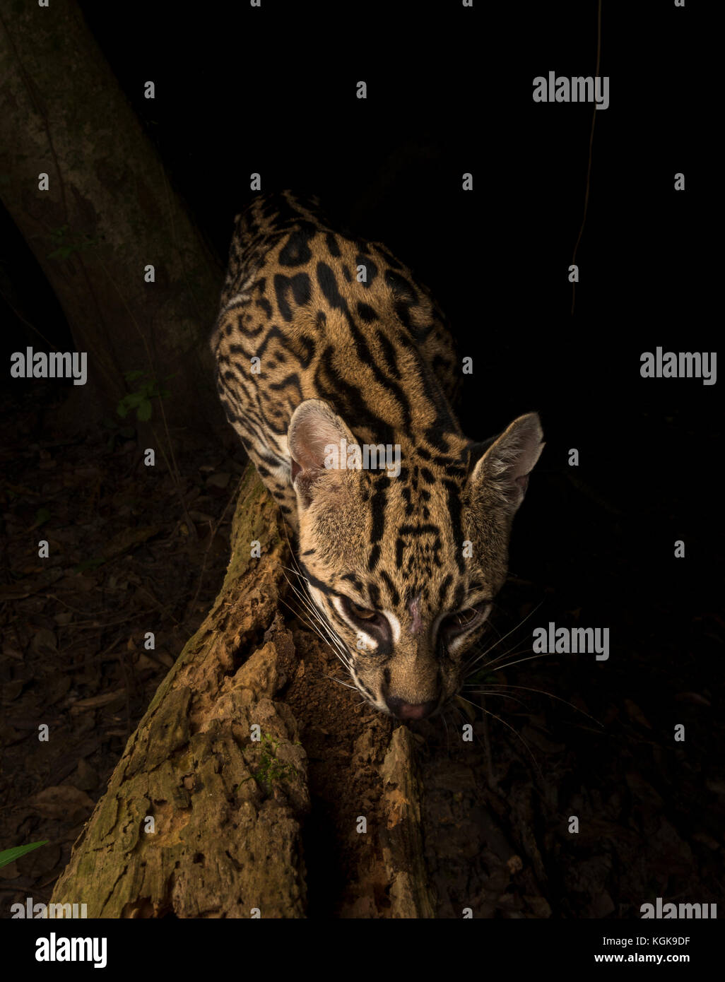 L'ocelot du Pantanal, Brésil Banque D'Images