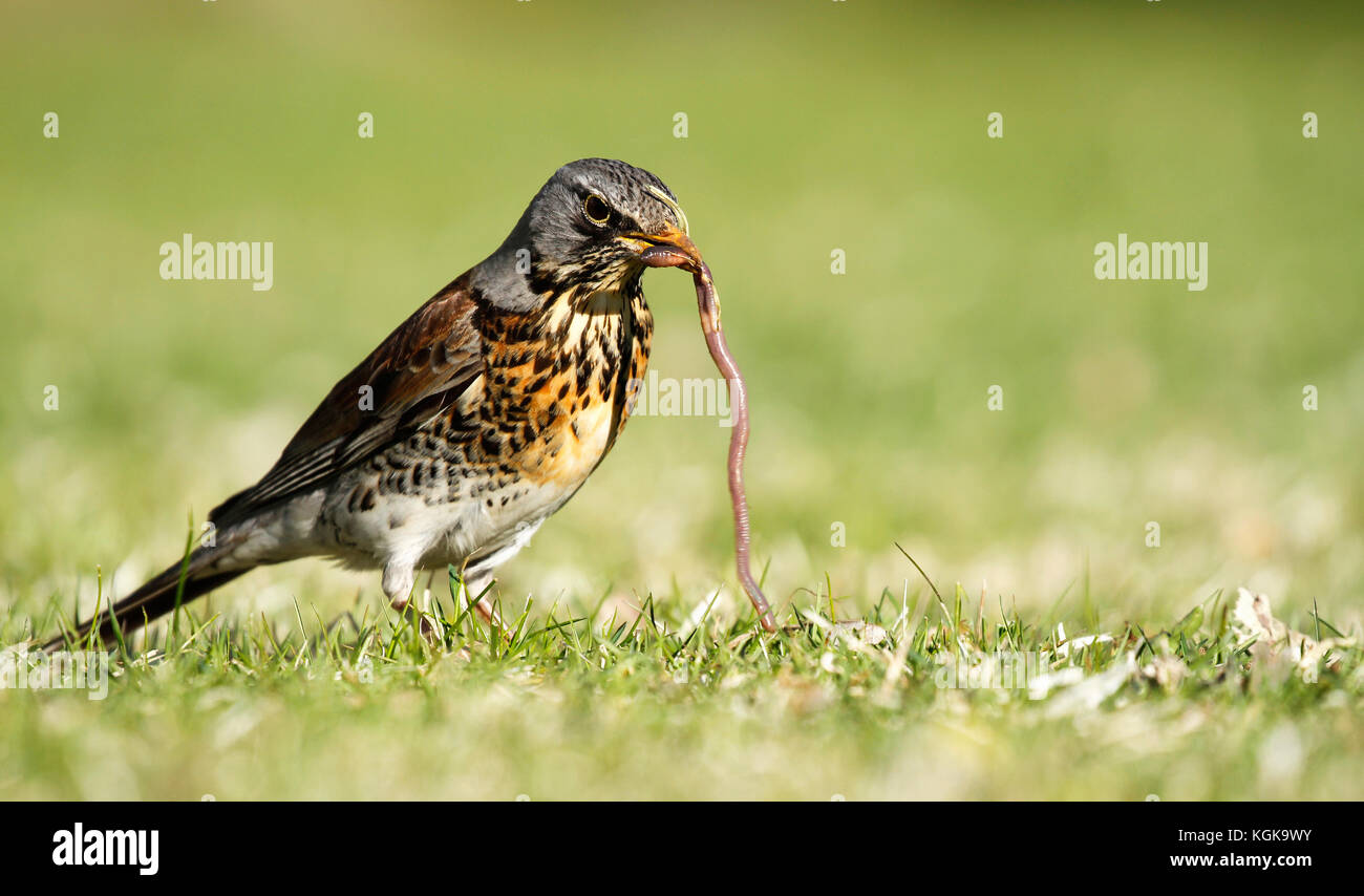 Early Bird, fieldfare f Turdus, sur l'herbe dans le parc de la capture d'un ver. Banque D'Images Early Bird, fieldfare f Turdus, sur l'herbe dans le parc de la capture d'un ver. Banque D'Images