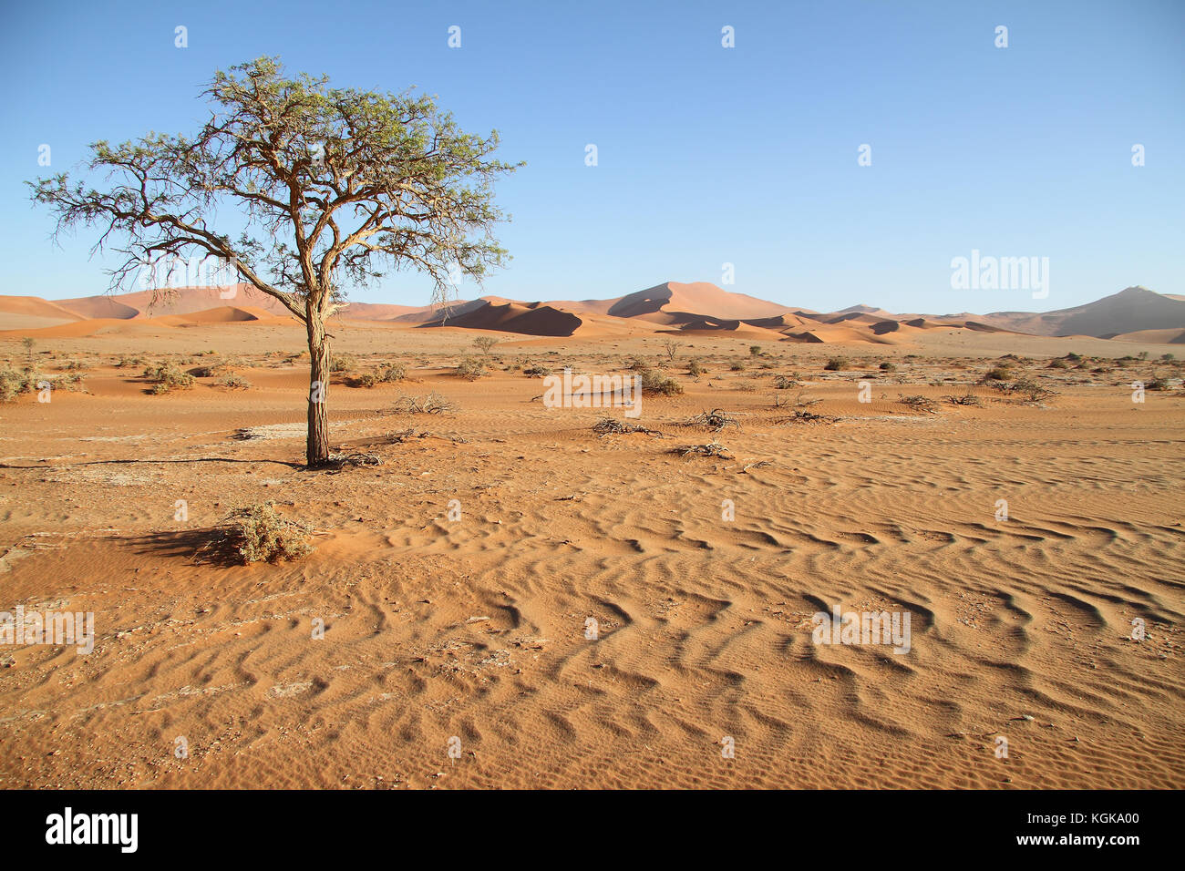 Acacia solitaire à sossusvlei au lever du soleil, le Parc National Namib Naukluft, désert du namib, Namibie. Banque D'Images