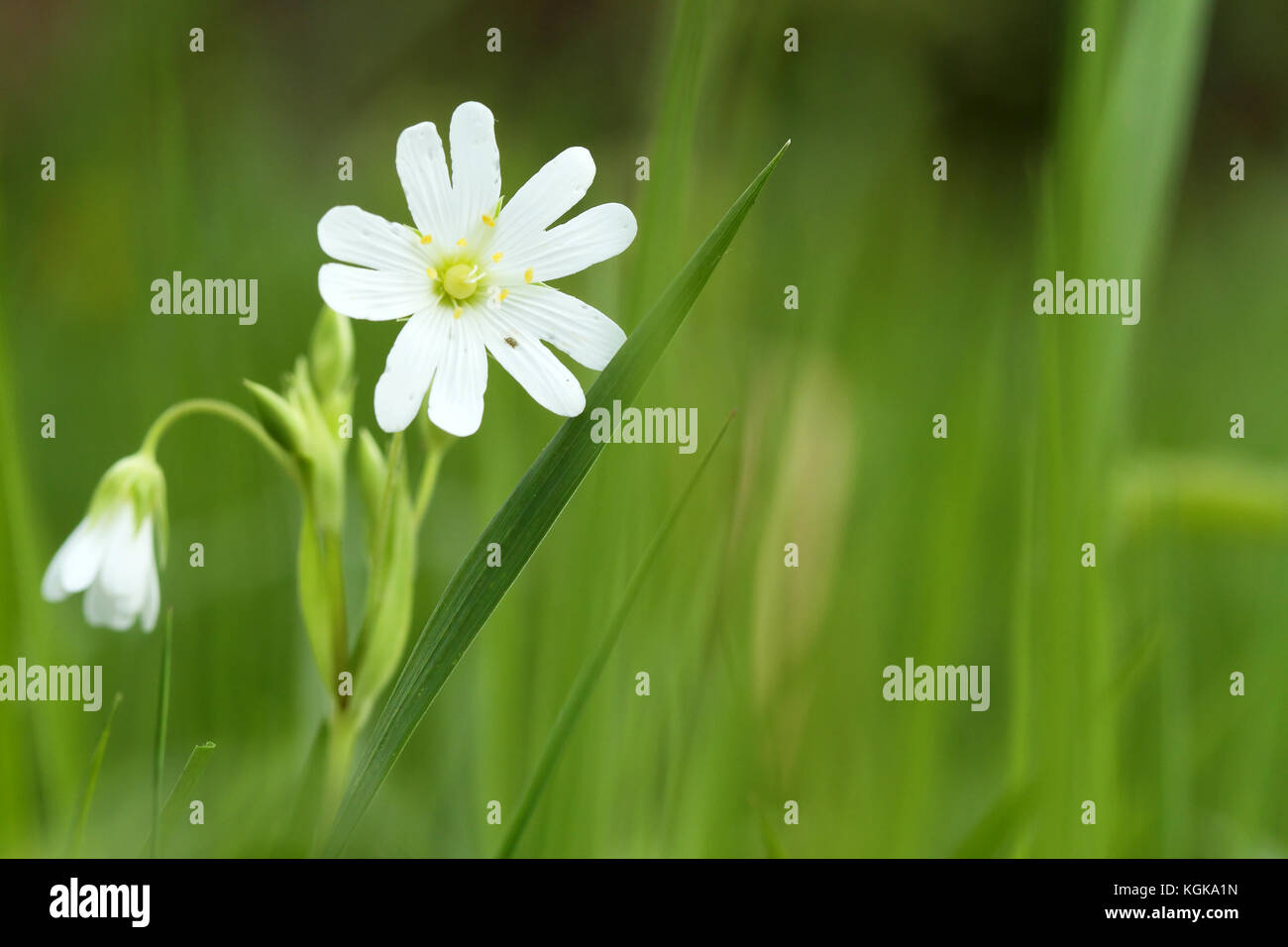 Le mouron des oiseaux (Stellaria holostea) flower Banque D'Images