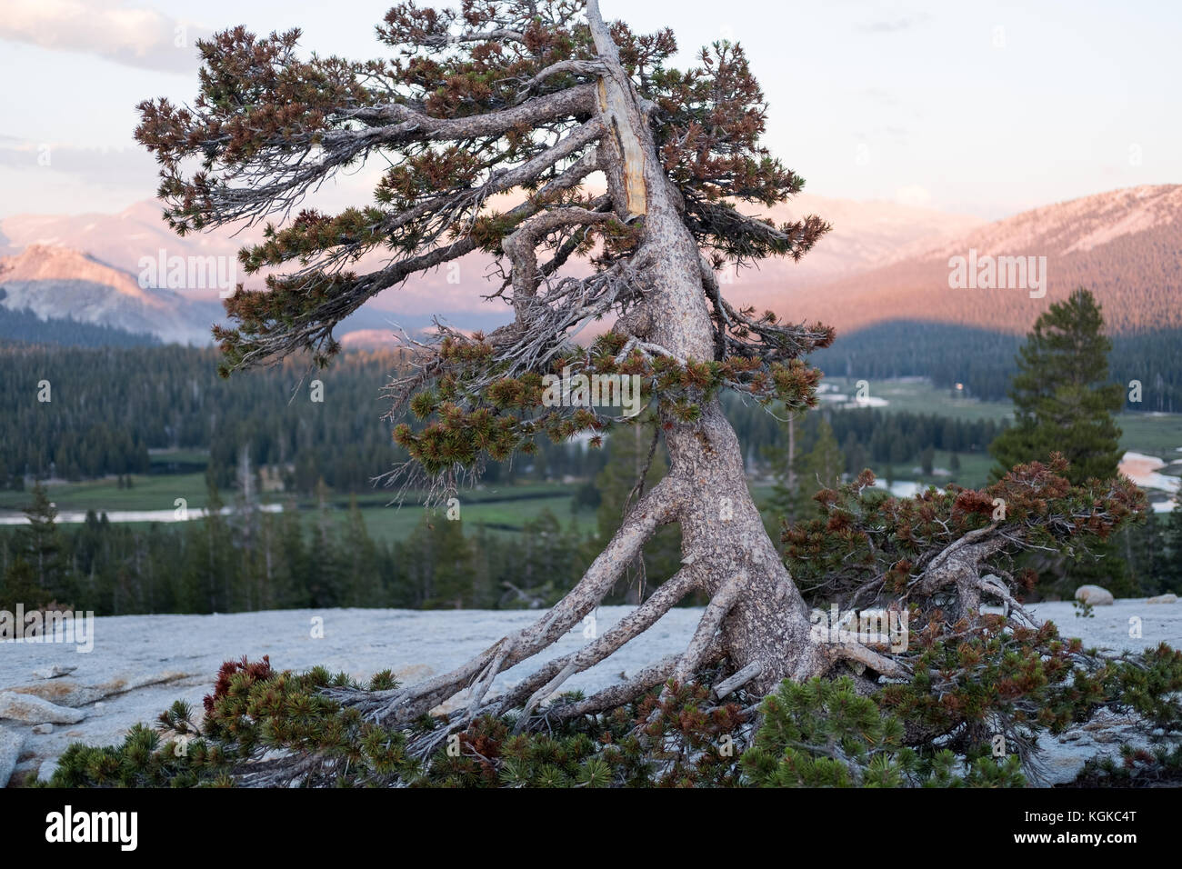 À partir de la Poule à Dome, Tuolumne Meadows le soleil illumine les montagnes derrière un arbre. Banque D'Images