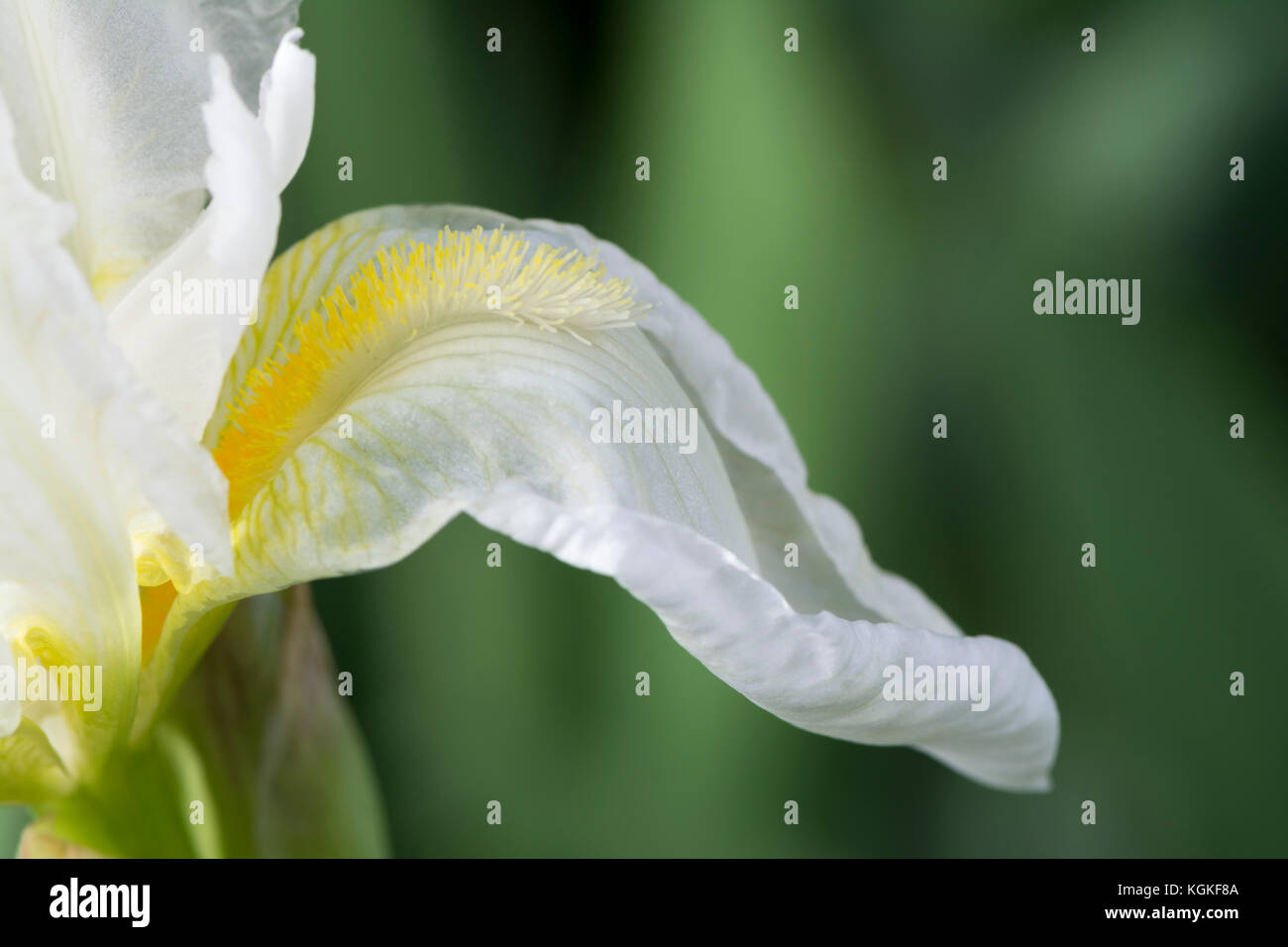 Vue partielle et l'accent principal sur la barbe jaune et des pétales d'un iris blanc barbu, peut-être un voyageur fréquent iris. Banque D'Images