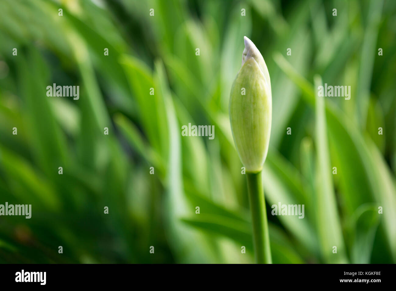 Un iris blanc bud, lorsqu'il émerge avec être blanc avec une barbe jaune, peut-être un voyageur fréquent iris. Banque D'Images