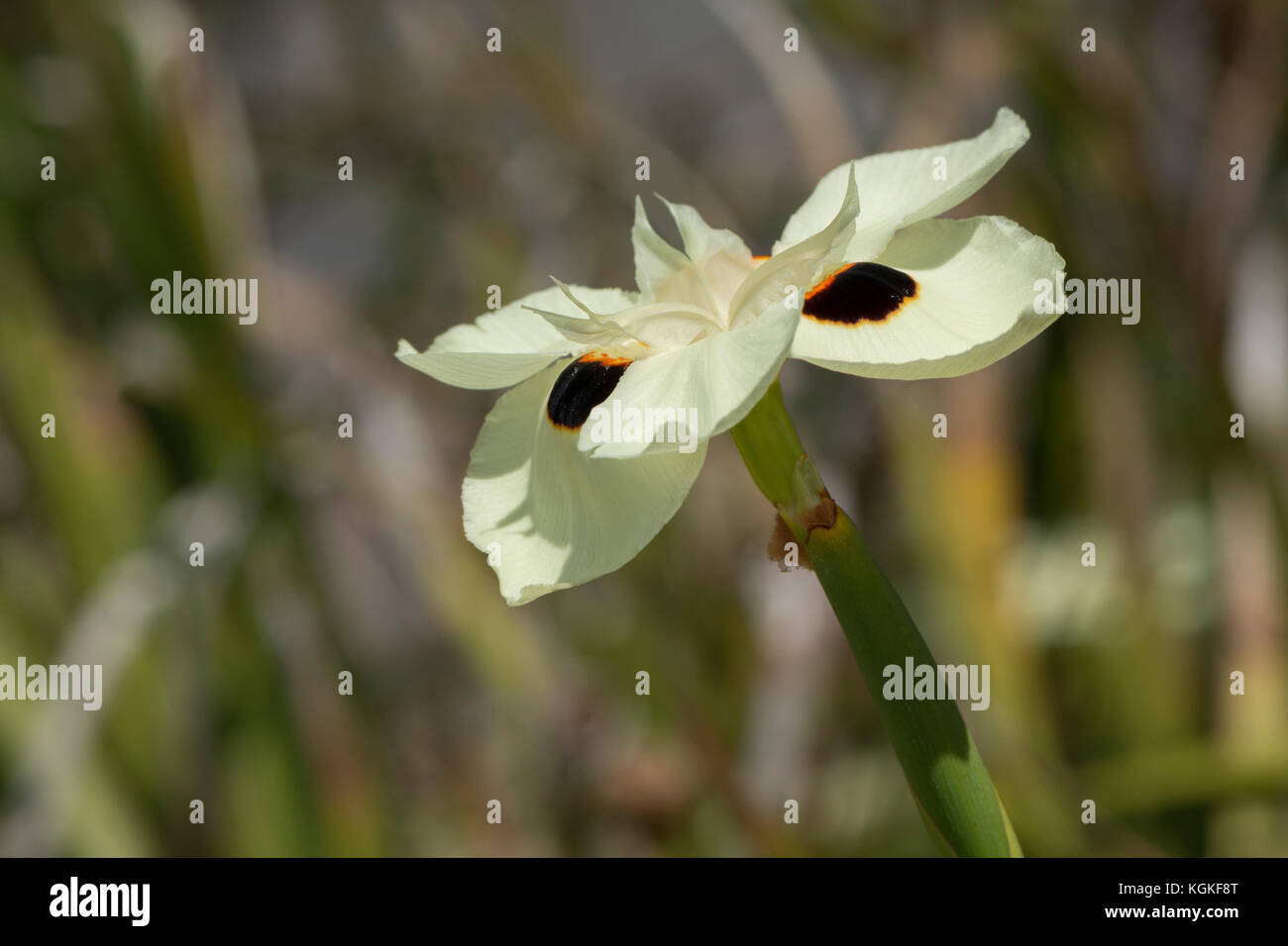 Dietes bicolor - iris dans son environnement naturel avec feuillage naturel. l'arrière-plan se concentrent sur le domaine de la fleur avec l'arrière-plan de netteté. Banque D'Images