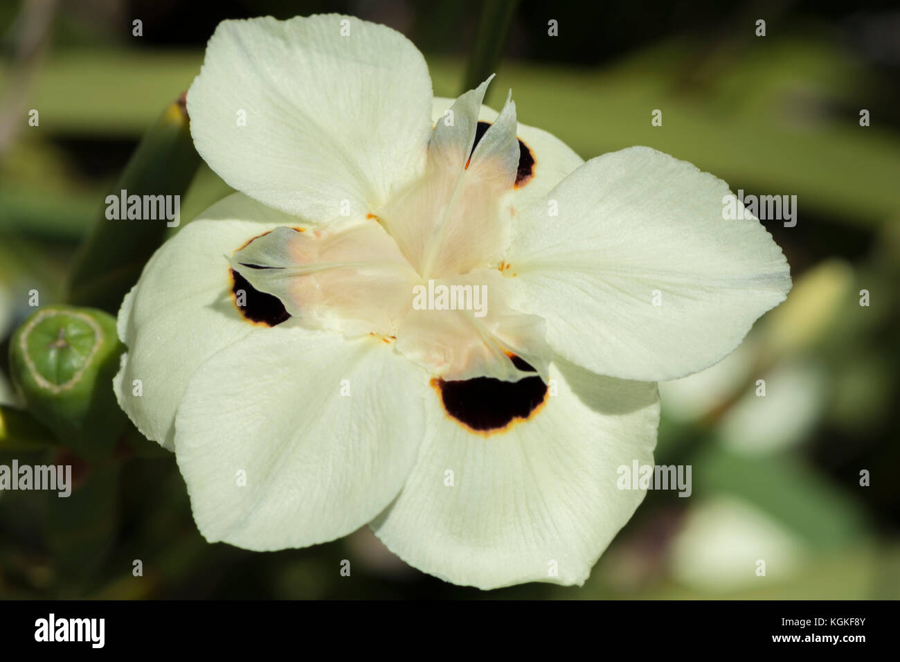 Une seule fleur iris dietes bicolor - c'est en milieu naturel avec le feuillage naturel. l'arrière-plan se concentrent sur le domaine de la fleur avec l'arrière-plan Banque D'Images