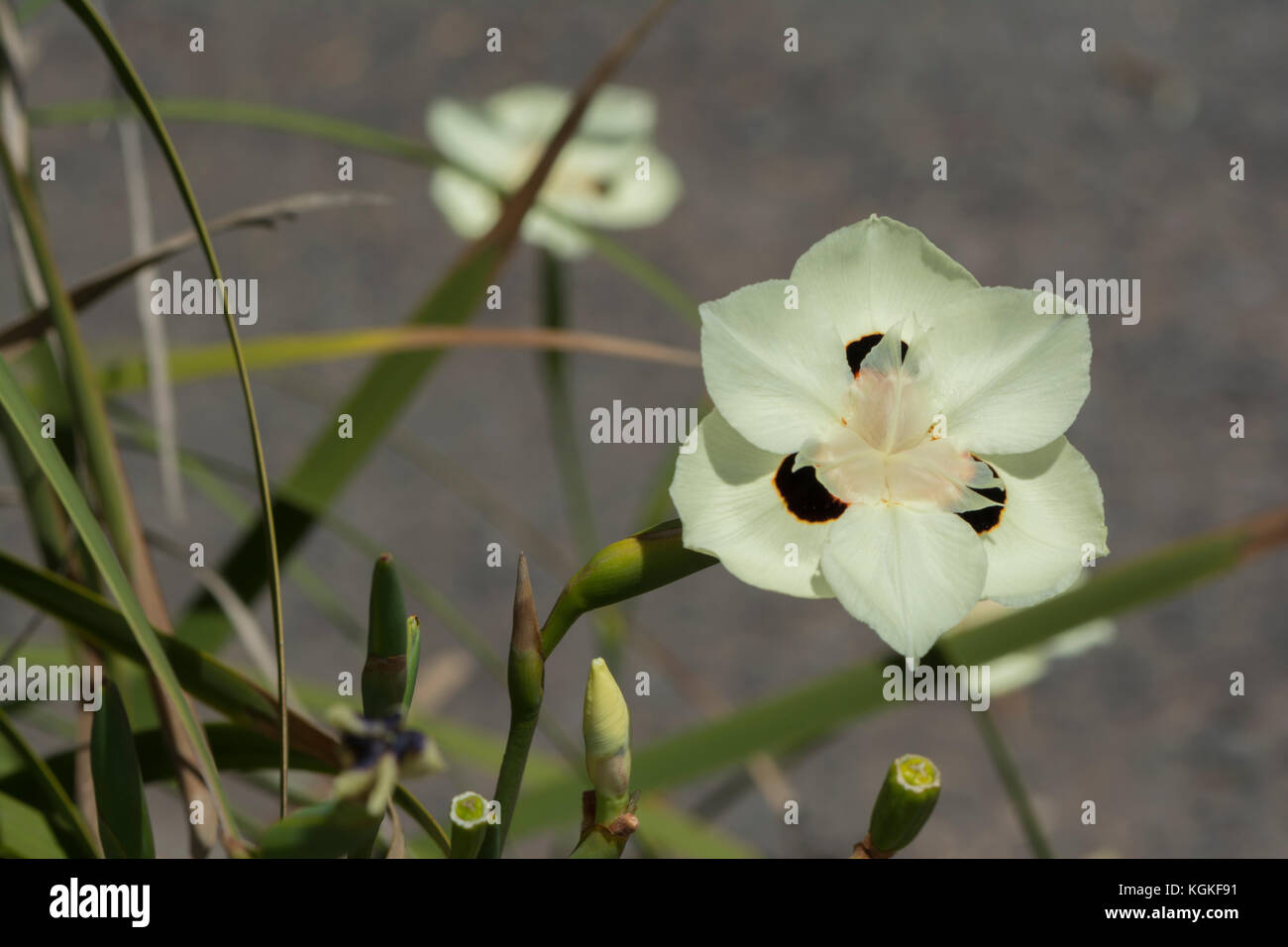 Dietes bicolor - iris dans son environnement naturel avec feuillage naturel. l'arrière-plan se concentre principalement sur le dessus avec l'arrière-plan de fleurs dans des focu Banque D'Images
