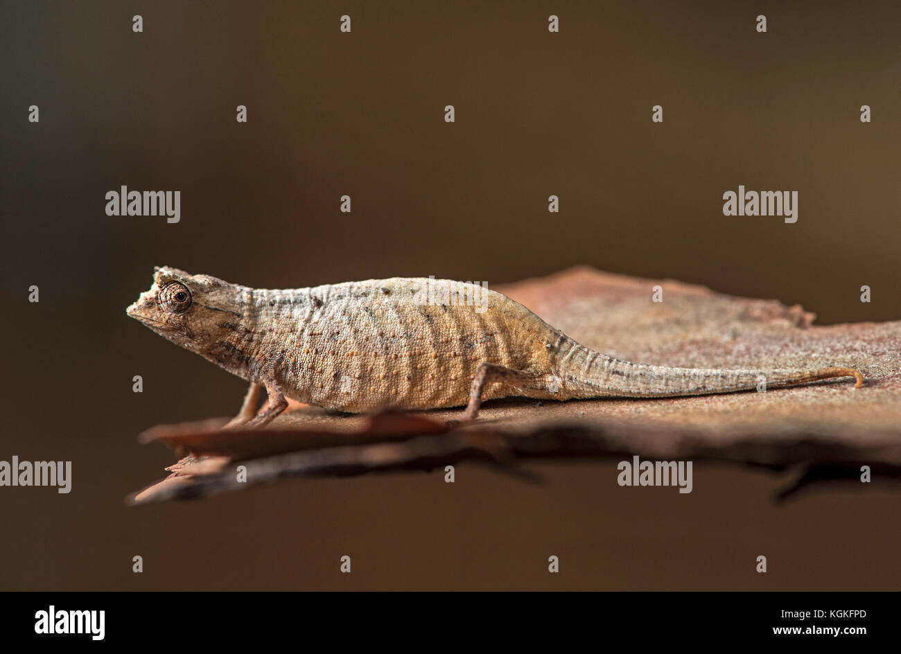 Terre (caméléon Brookesia superciliaris), endémique, anjozorobe, Madagascar national park Banque D'Images