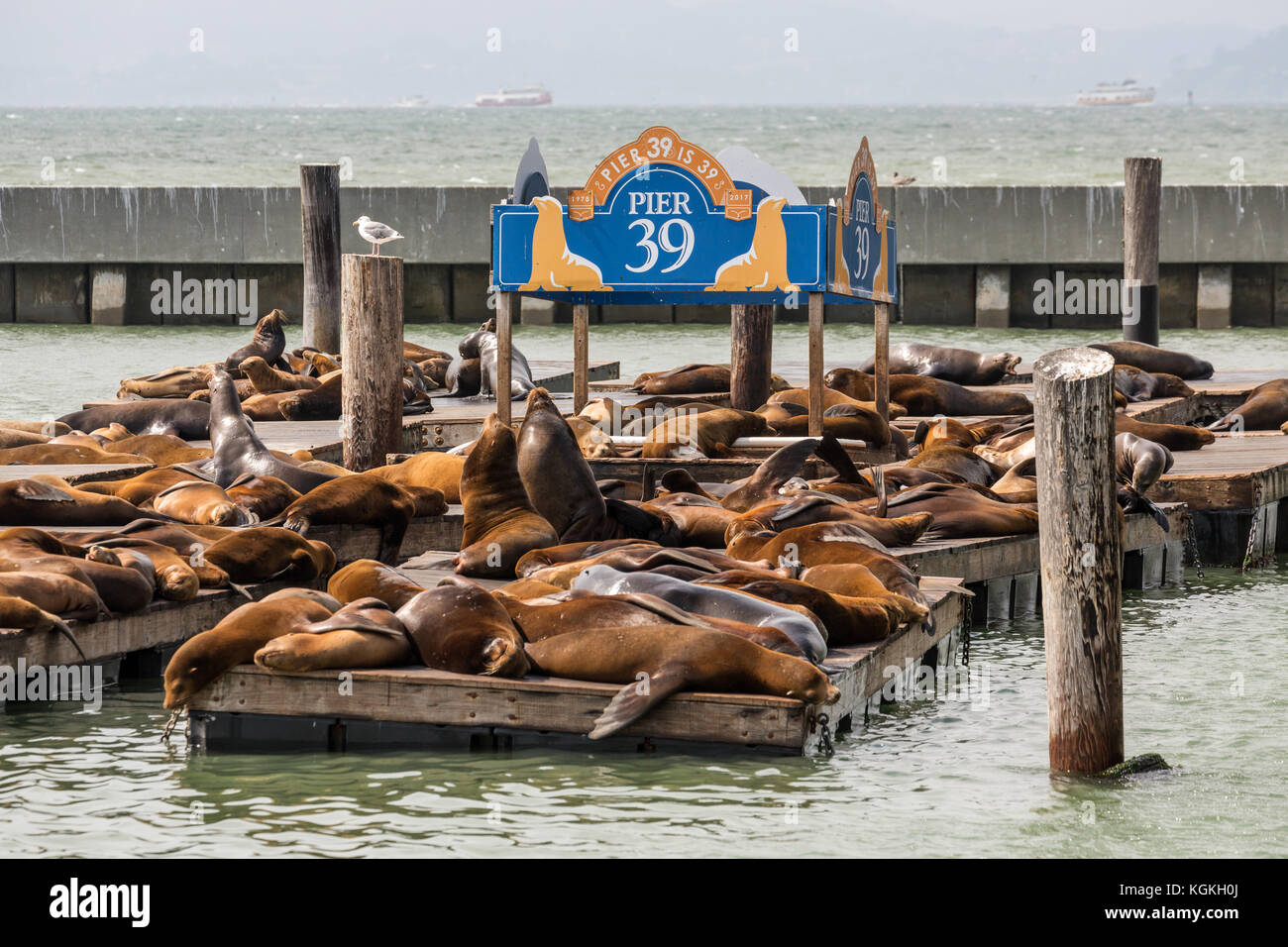 L'otarie de Californie (Zalophus californianus) sur ponton, dock au Pier 39, San Francisco, California, USA Banque D'Images