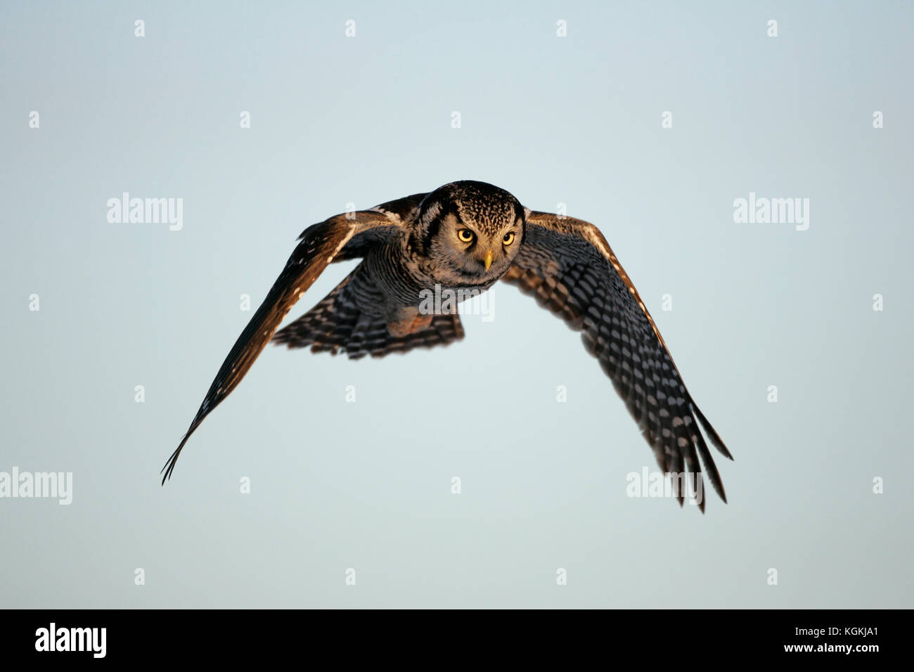 Un gros plan d'action d'une chouette épervière, en vol avec des ailes avant, éclairé par la chaude lumière du coucher du soleil. Banque D'Images