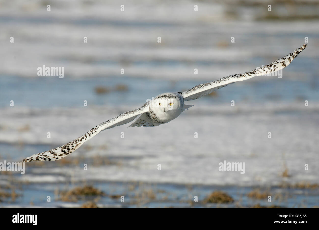 Un gros plan d'action de la faune d'un harfang des neiges avec des ailes de vol étendu, de chasser une proie dans un contexte de la neige et de la glace au Canada. Banque D'Images