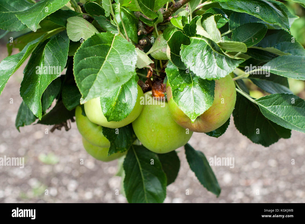 Bright green bio pommes sur un pommier, en Irlande Banque D'Images