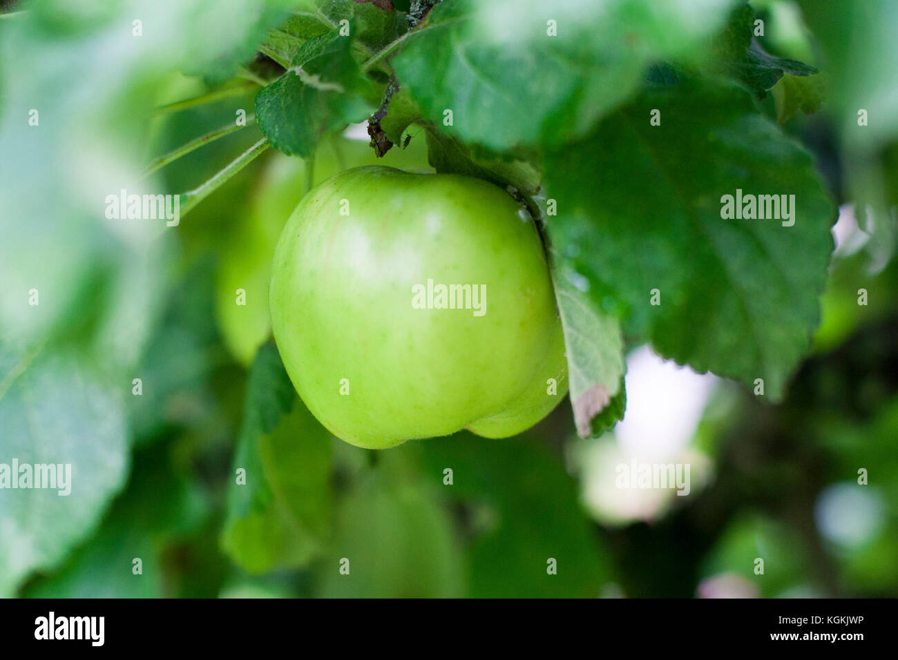 Gros plan du biologique unique vert lumineux des pommes sur un pommier, en Irlande Banque D'Images